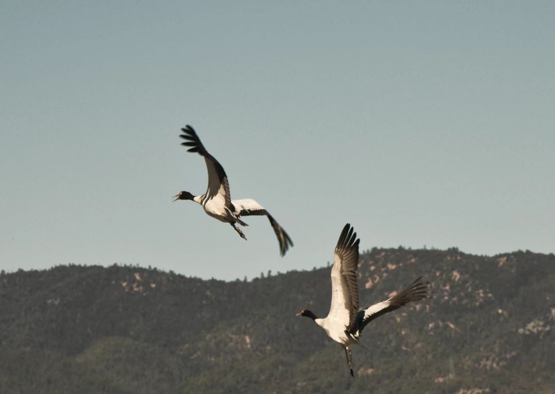 富裕美丽之城 和谐香格里拉 | “富裕美丽之城 和谐香格里拉”全媒体采访活动启动