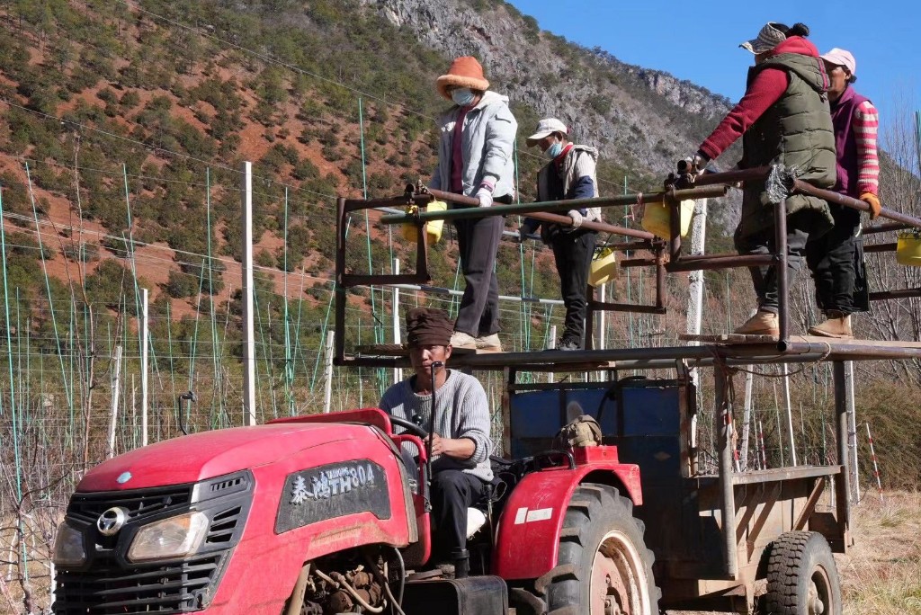 富裕美丽之城 和谐香格里拉 | 科技果园促增收 小苹果托起乡村振兴大发展