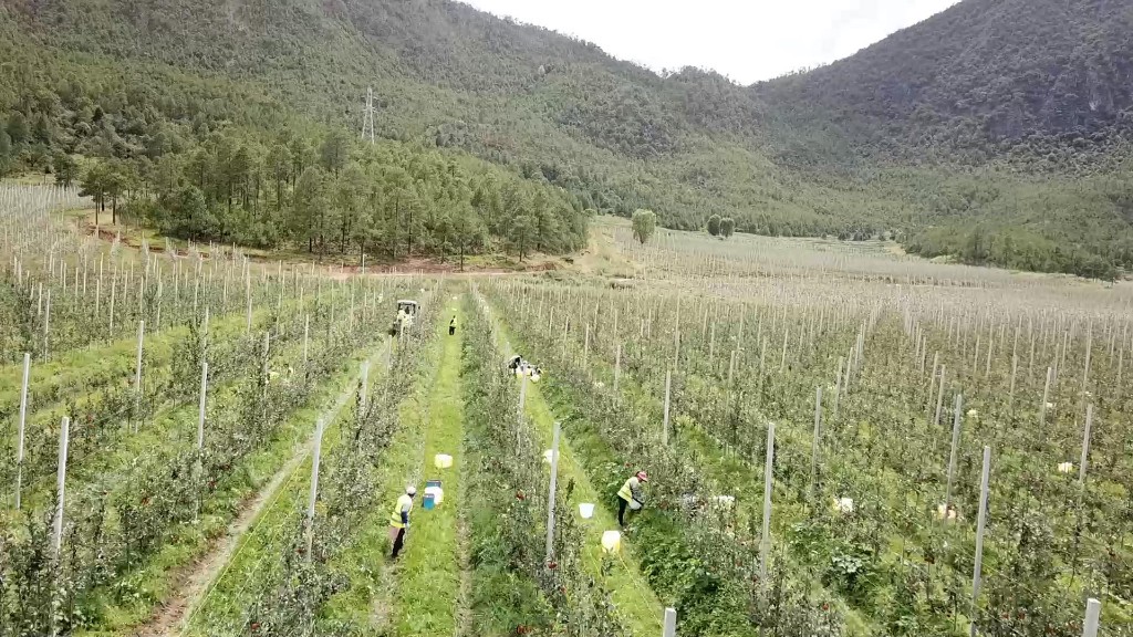 富裕美丽之城 和谐香格里拉 | 科技果园促增收 小苹果托起乡村振兴大发展