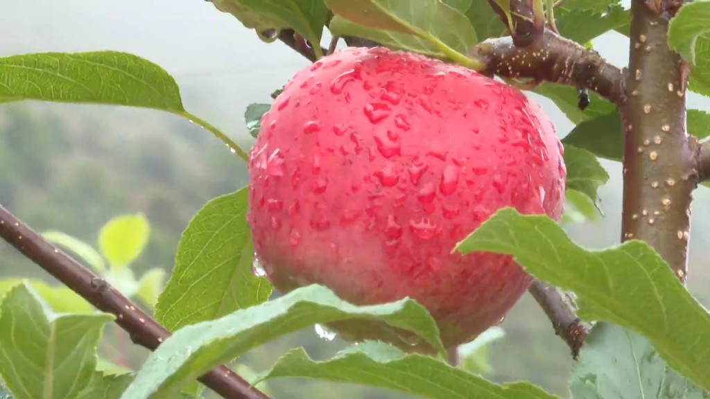 富裕美丽之城 和谐香格里拉 | 科技果园促增收 小苹果托起乡村振兴大发展