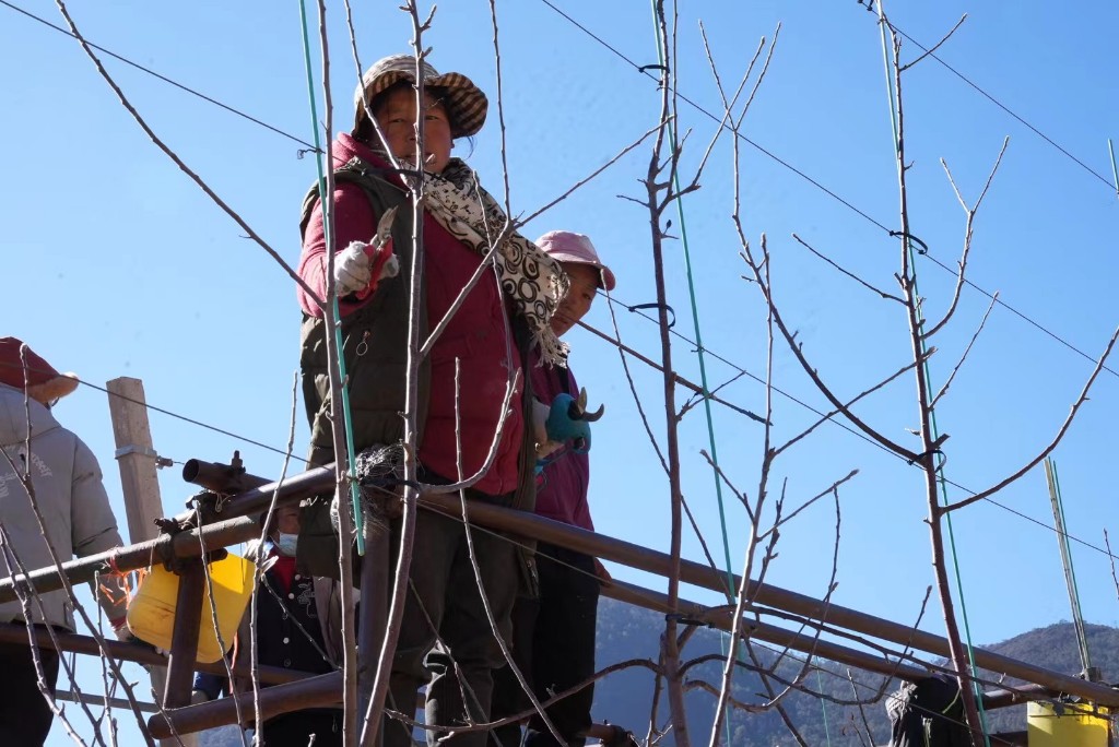 富裕美丽之城 和谐香格里拉 | 科技果园促增收 小苹果托起乡村振兴大发展