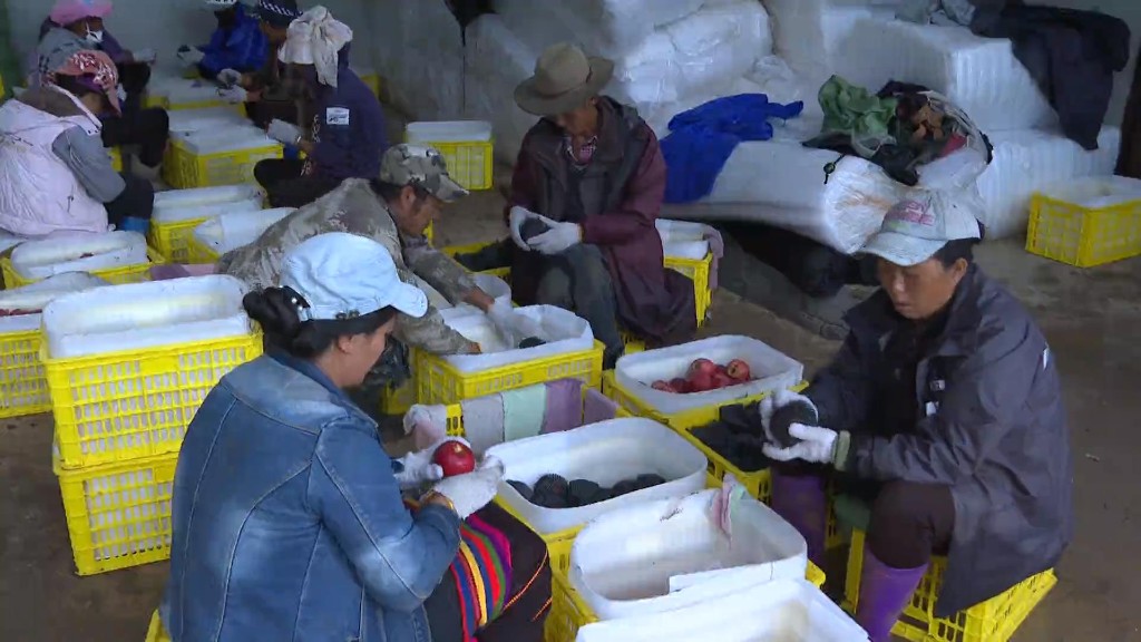 富裕美丽之城 和谐香格里拉 | 科技果园促增收 小苹果托起乡村振兴大发展