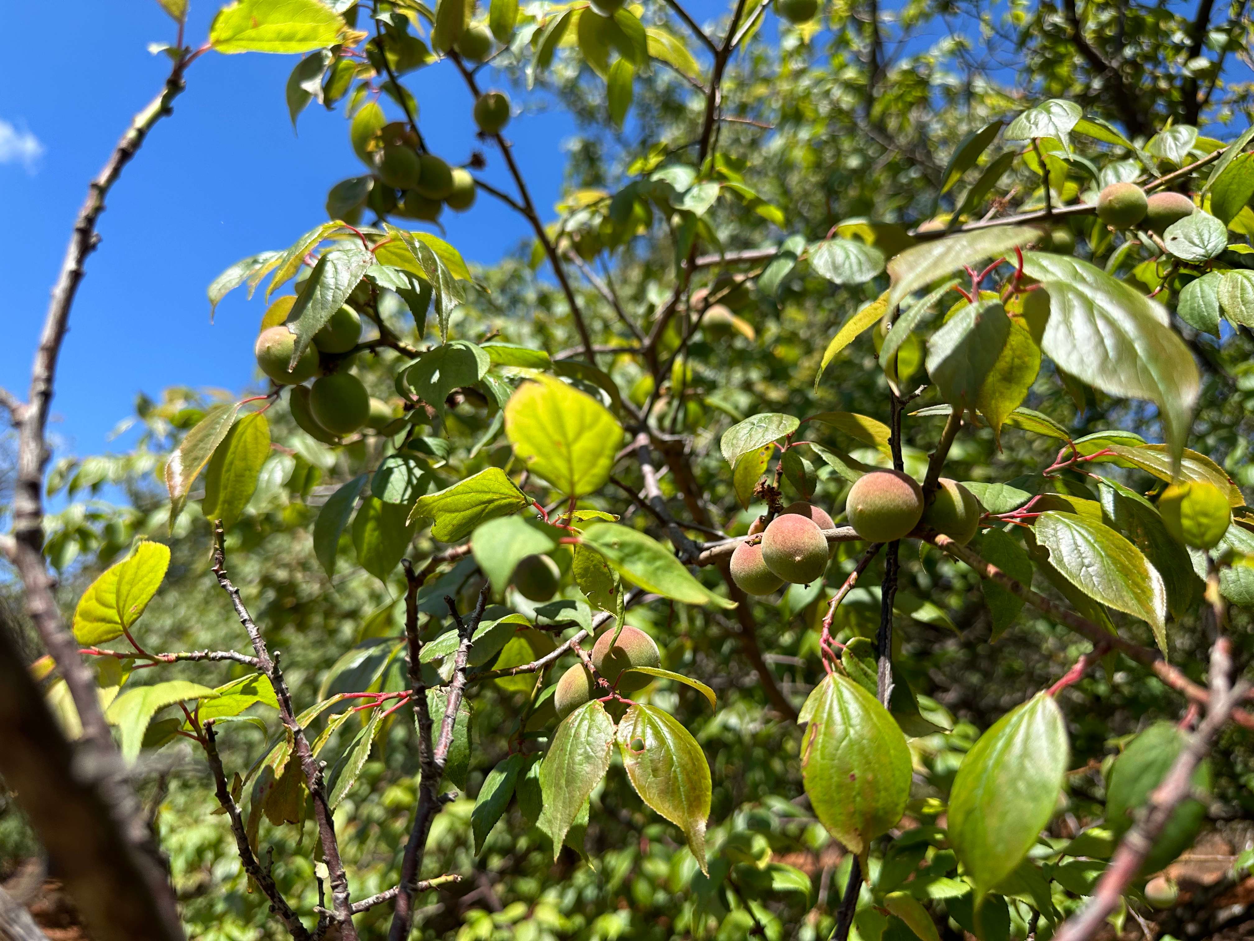 大理美好生活季 艺术家的第二居所  微隐隐于凤羽