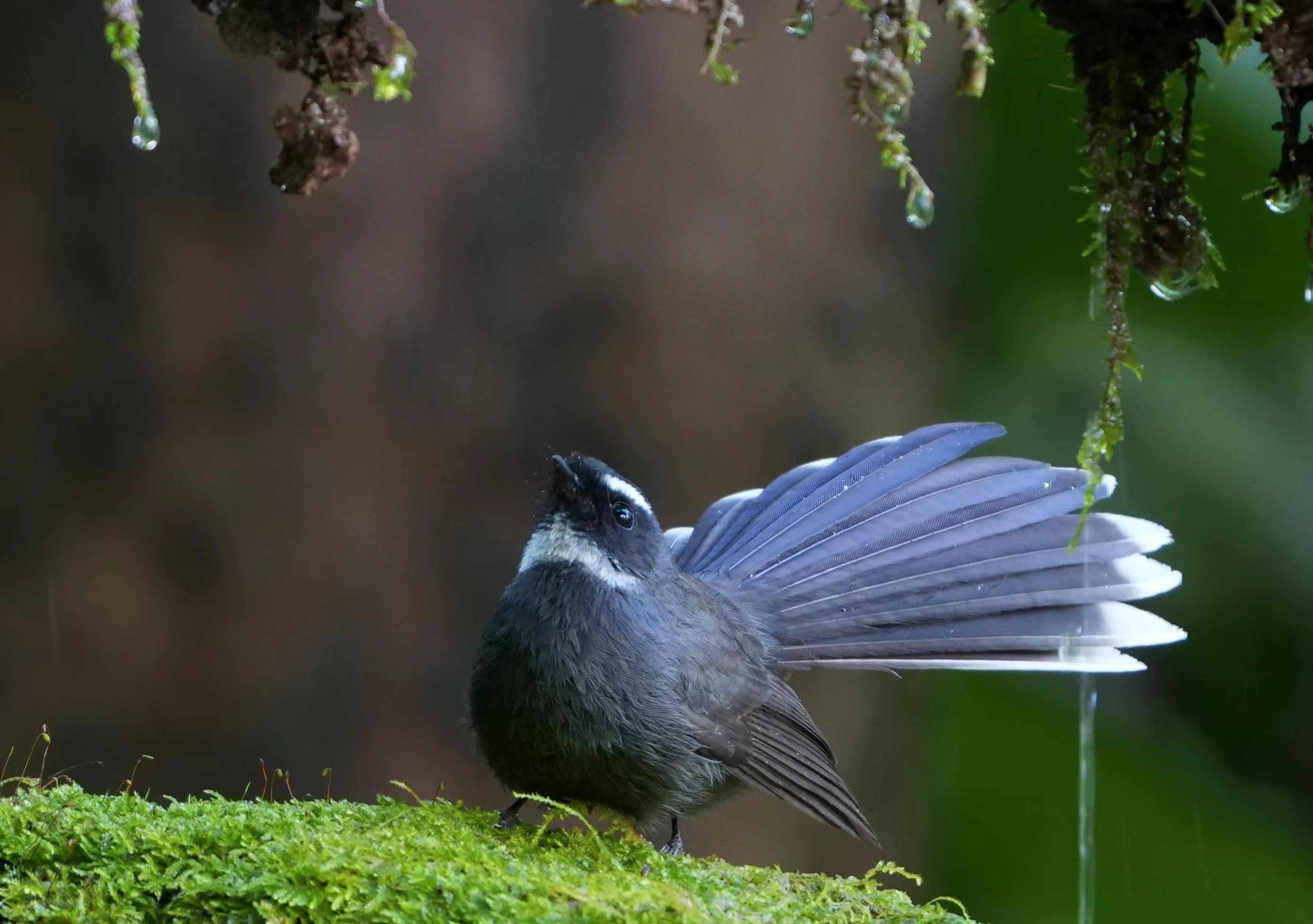 来勐仑,赴一场和鸟儿的“约会”