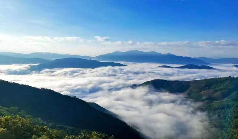 来勐仑,赴一场和鸟儿的“约会”