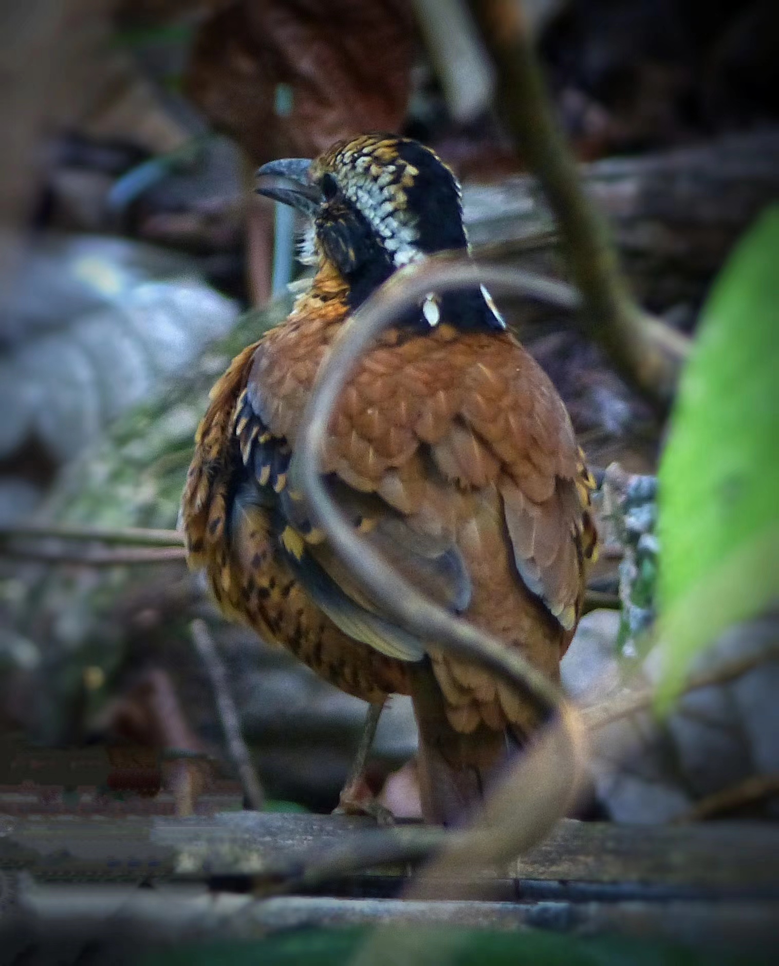 来勐仑,赴一场和鸟儿的“约会”