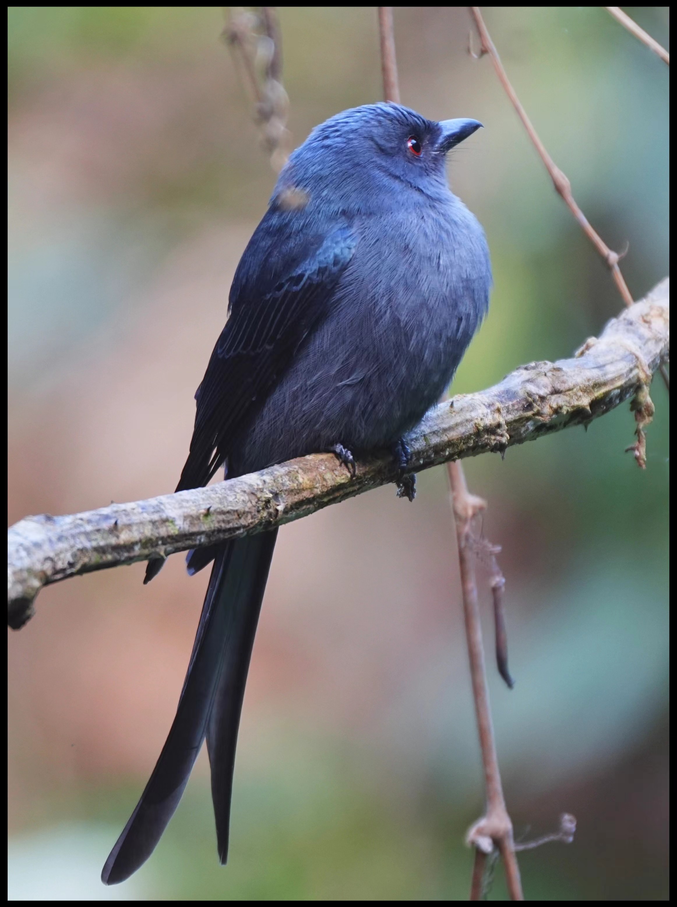 来勐仑,赴一场和鸟儿的“约会”