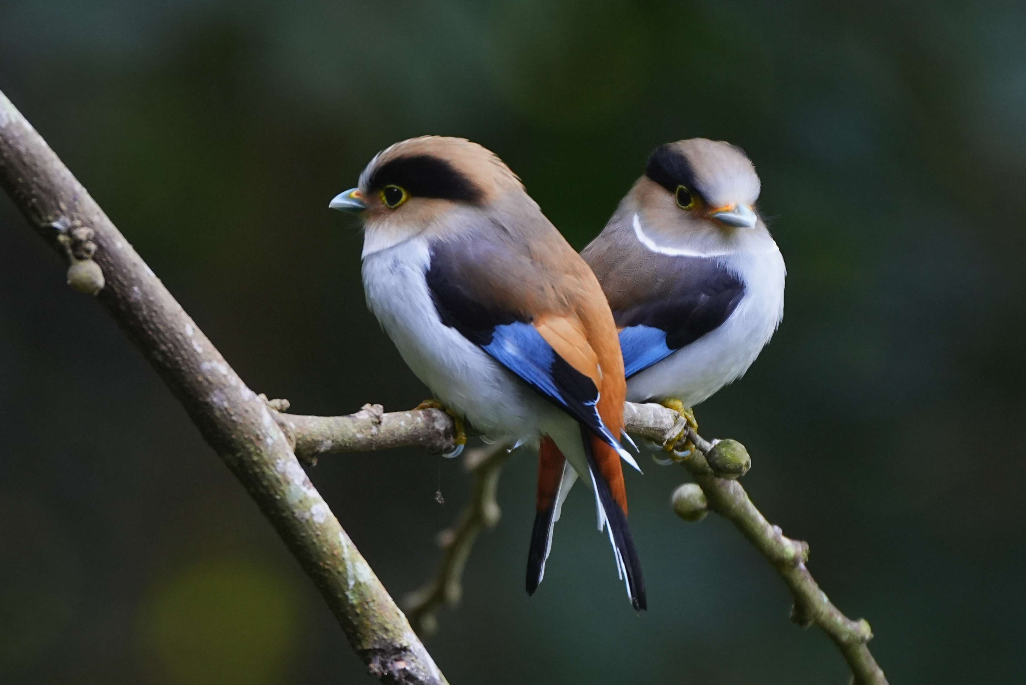 来勐仑,赴一场和鸟儿的“约会”