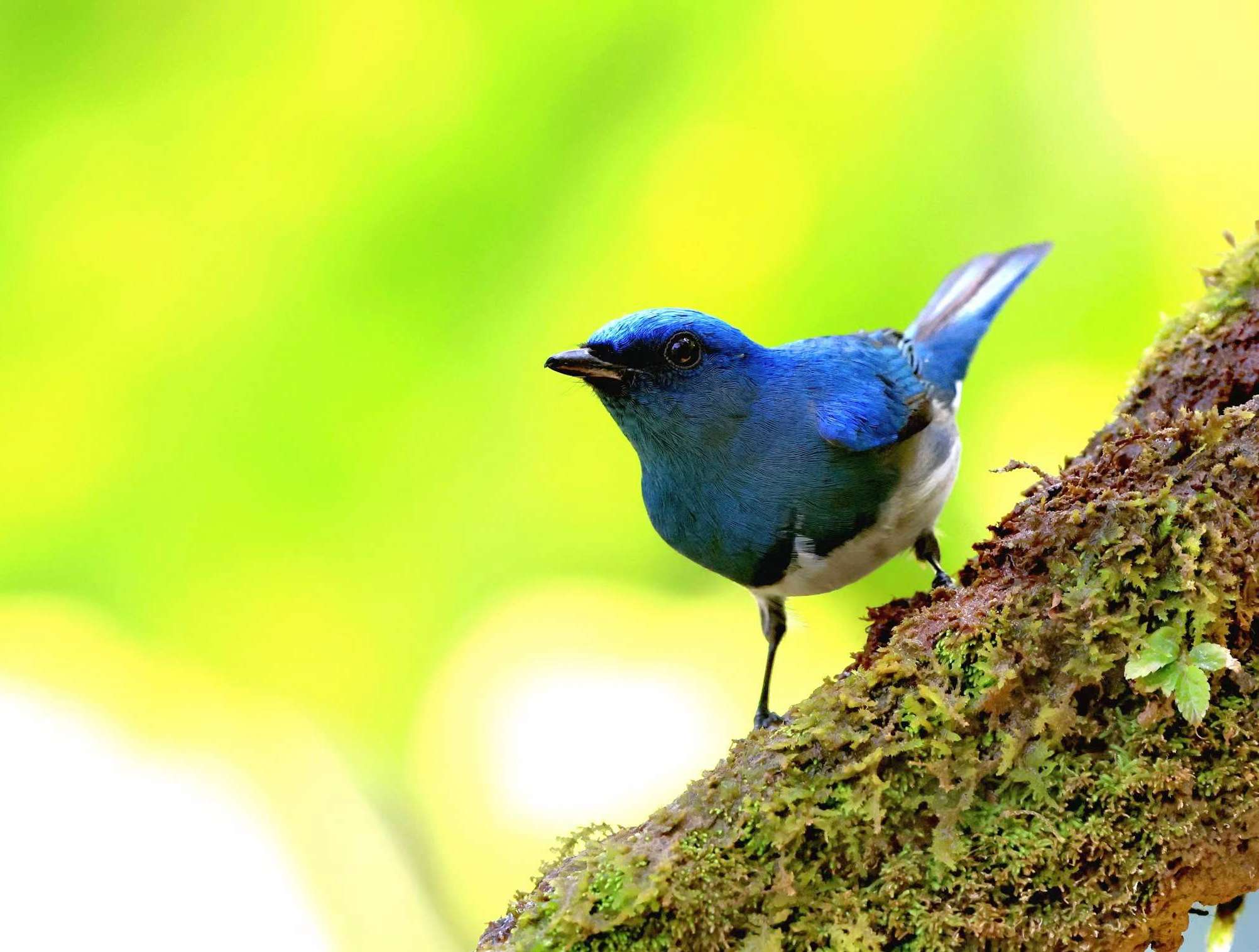 来勐仑,赴一场和鸟儿的“约会”