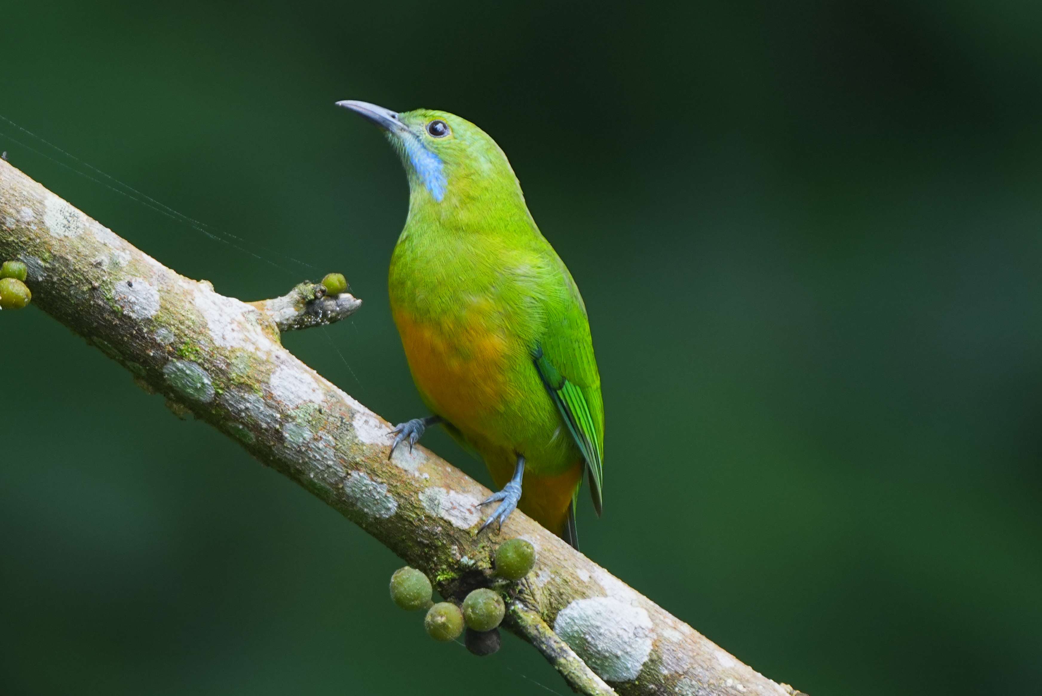 来勐仑,赴一场和鸟儿的“约会”