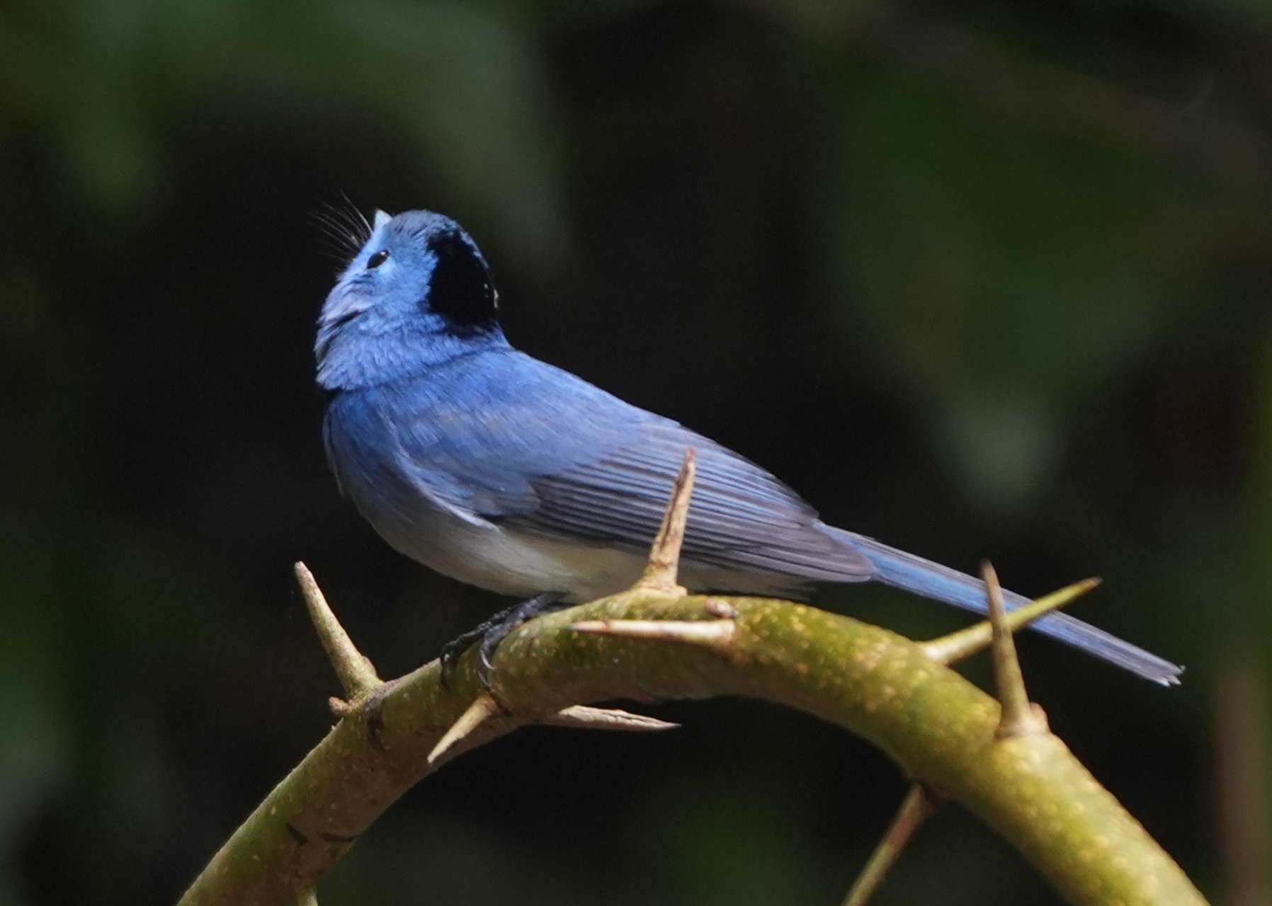 来勐仑,赴一场和鸟儿的“约会”