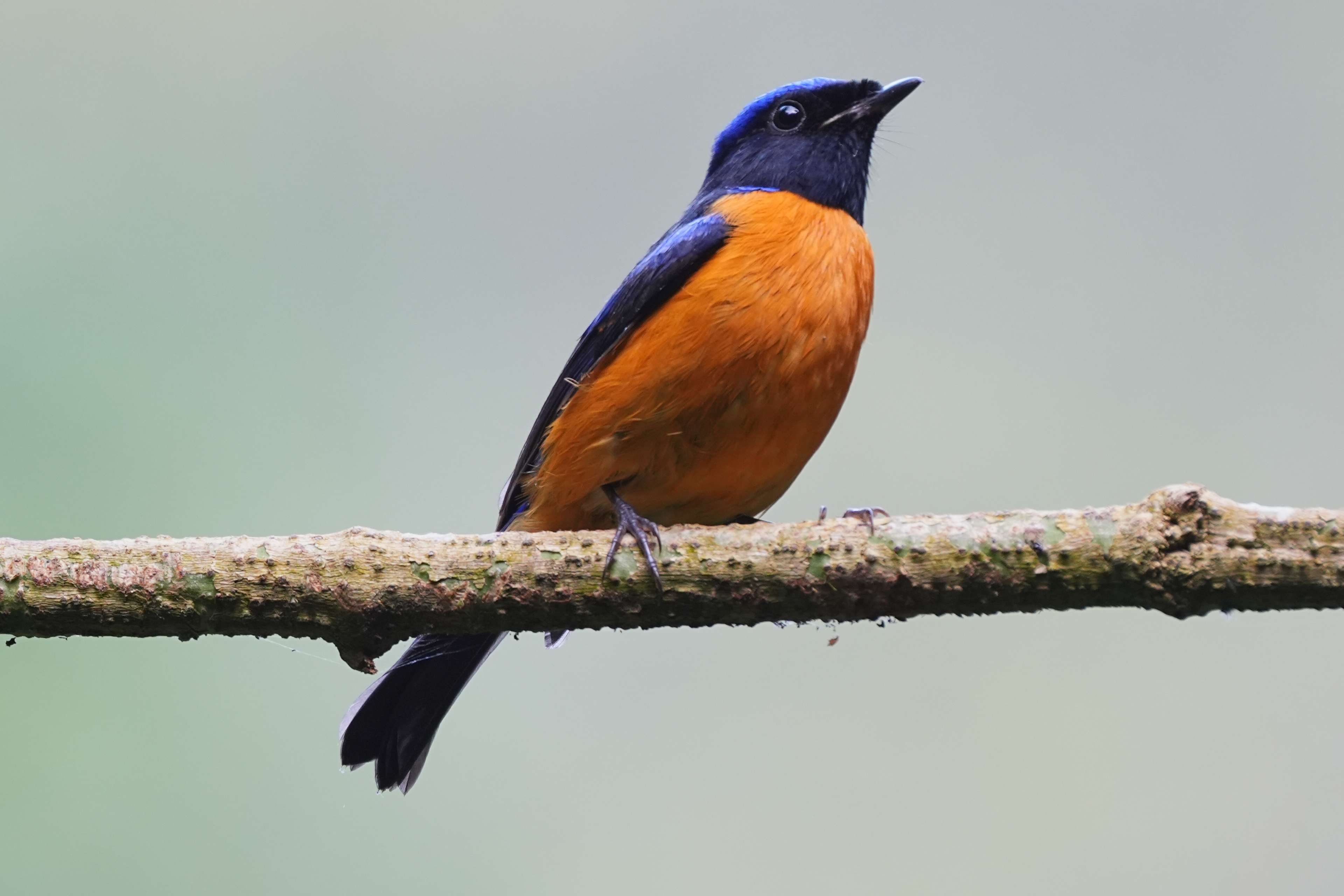来勐仑,赴一场和鸟儿的“约会”