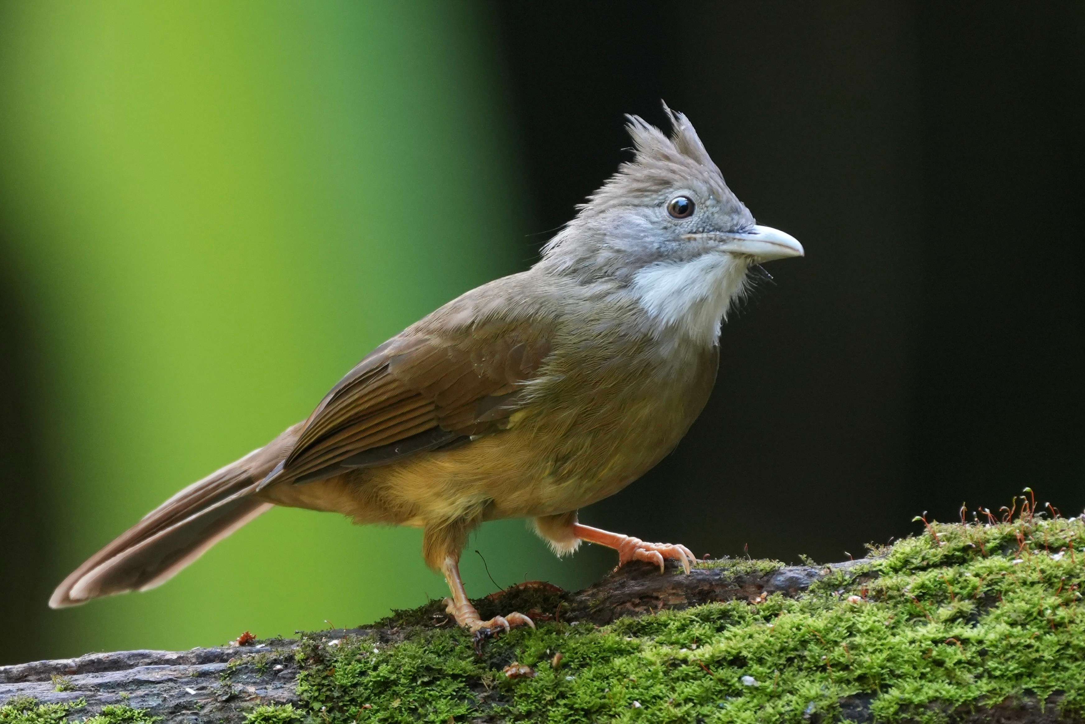 来勐仑,赴一场和鸟儿的“约会”