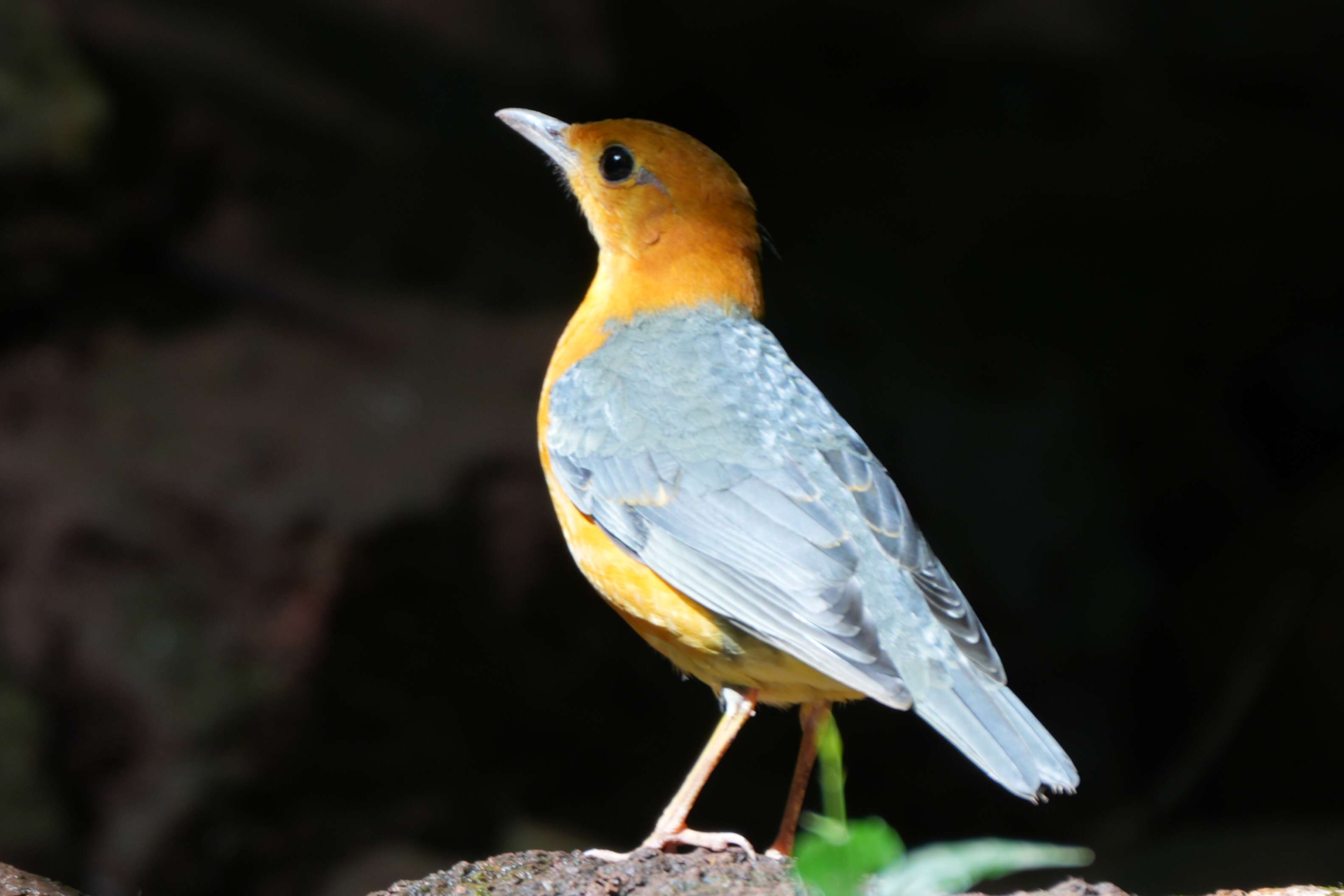 来勐仑,赴一场和鸟儿的“约会”