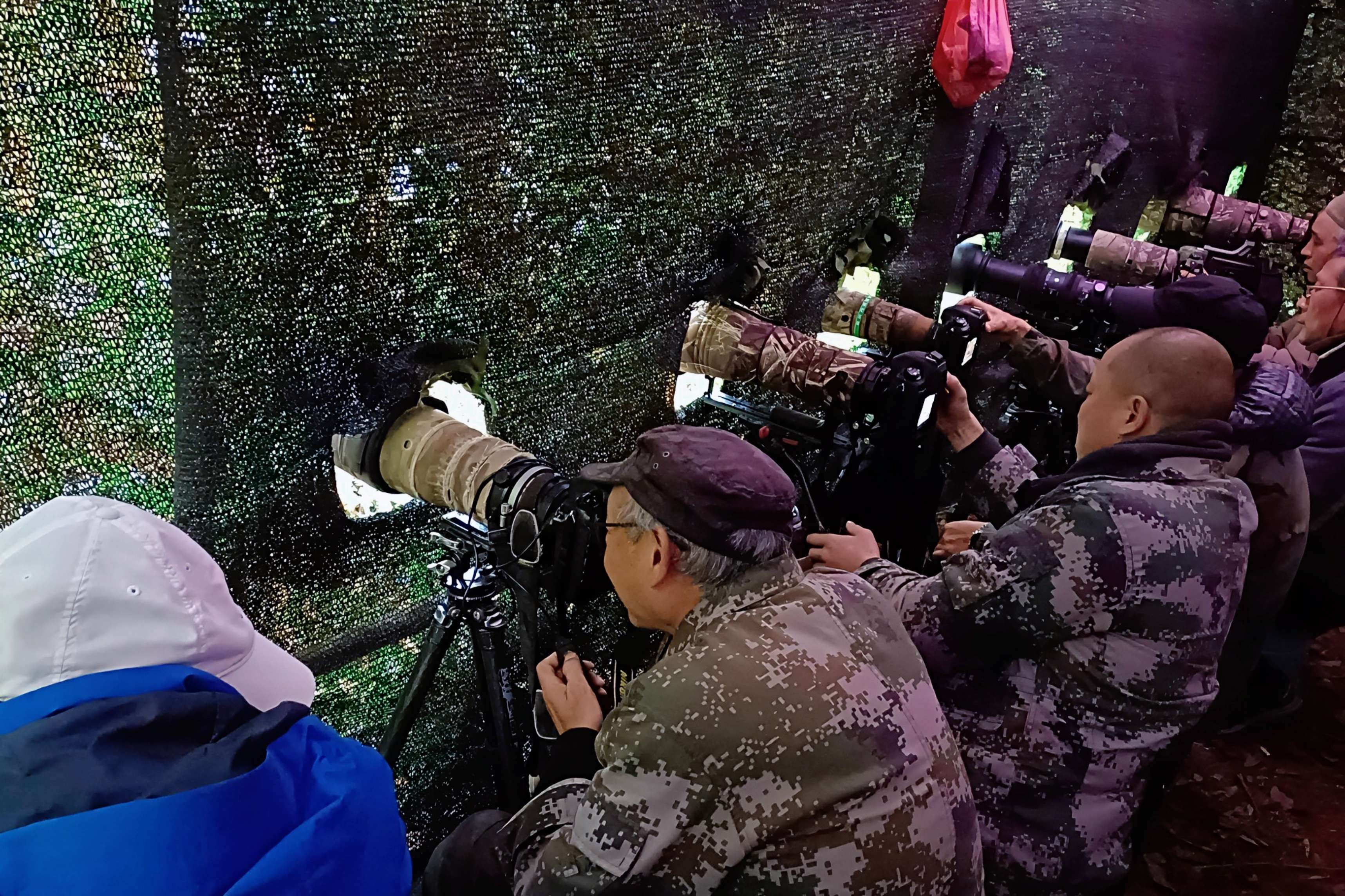 来勐仑,赴一场和鸟儿的“约会”