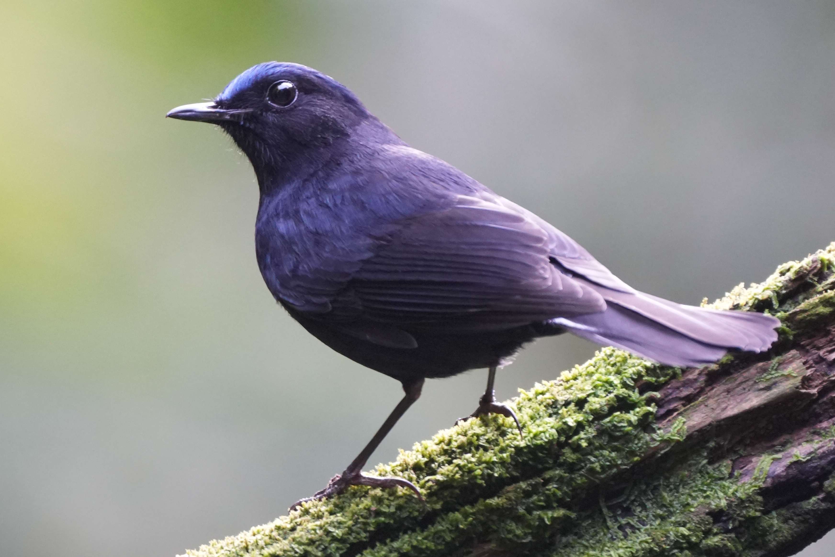 来勐仑,赴一场和鸟儿的“约会”
