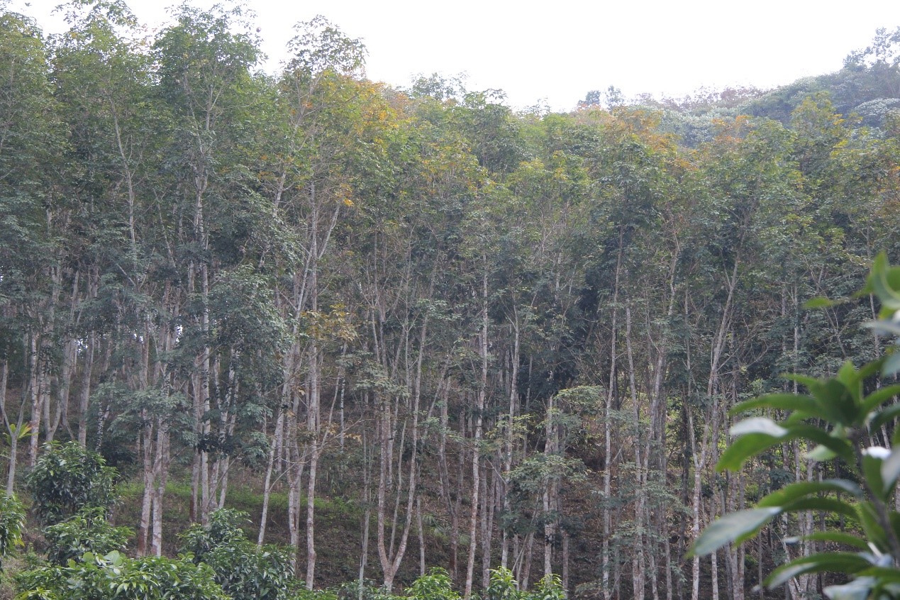 勐腊勐仑：吃好“观鸟经济”这碗“生态饭”