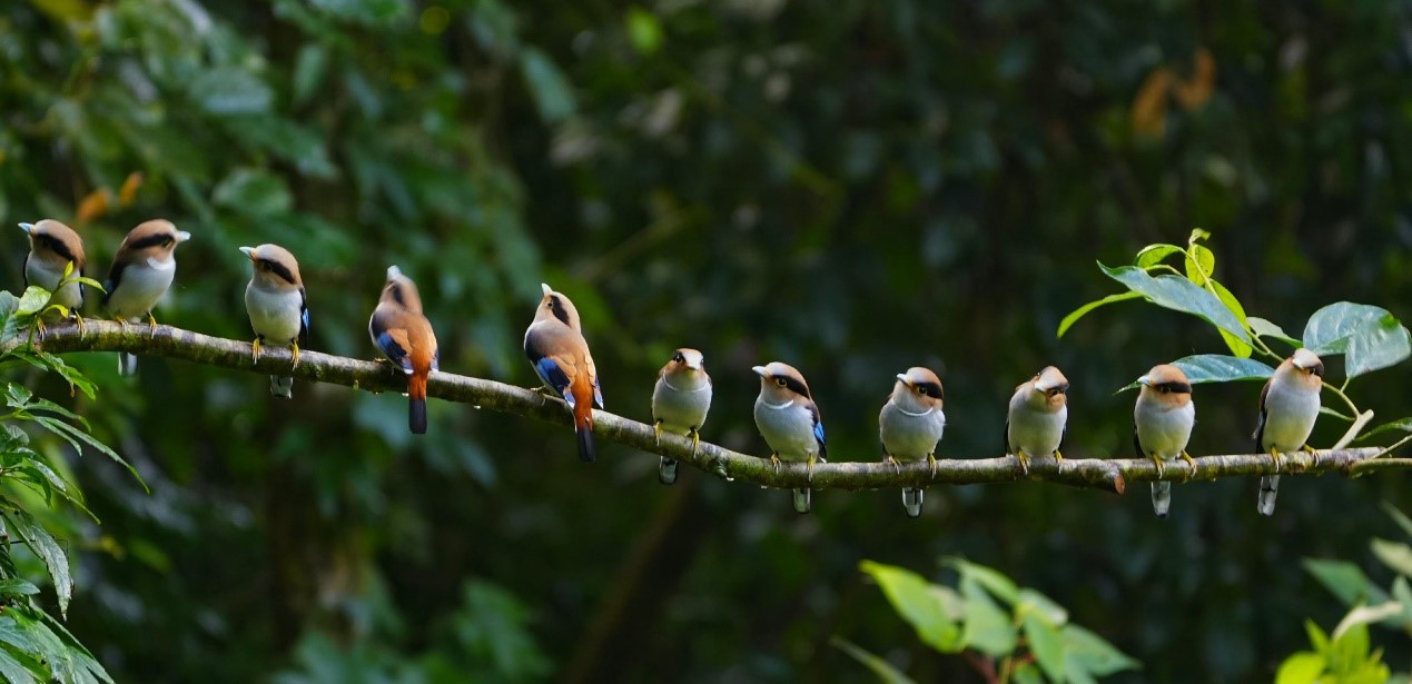 勐腊勐仑：吃好“观鸟经济”这碗“生态饭”