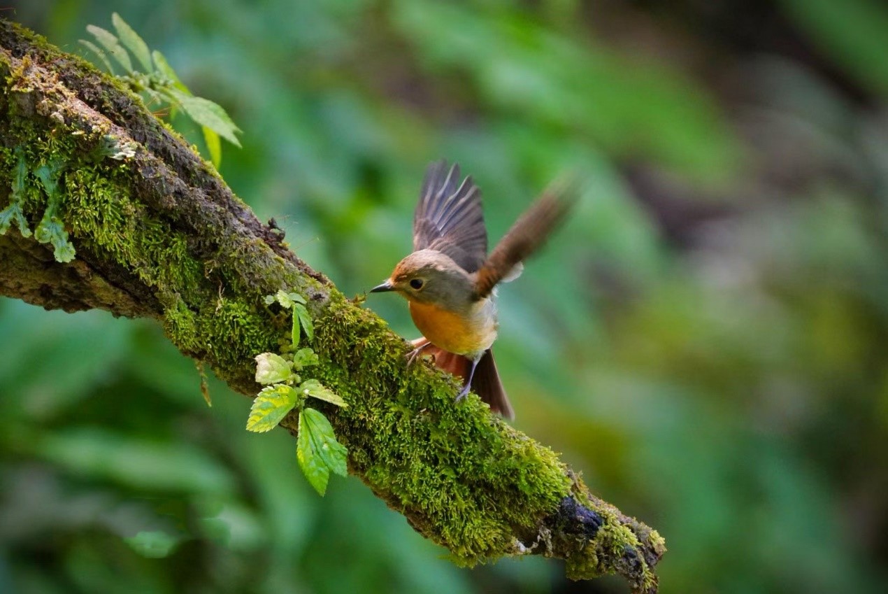 勐腊勐仑：吃好“观鸟经济”这碗“生态饭”