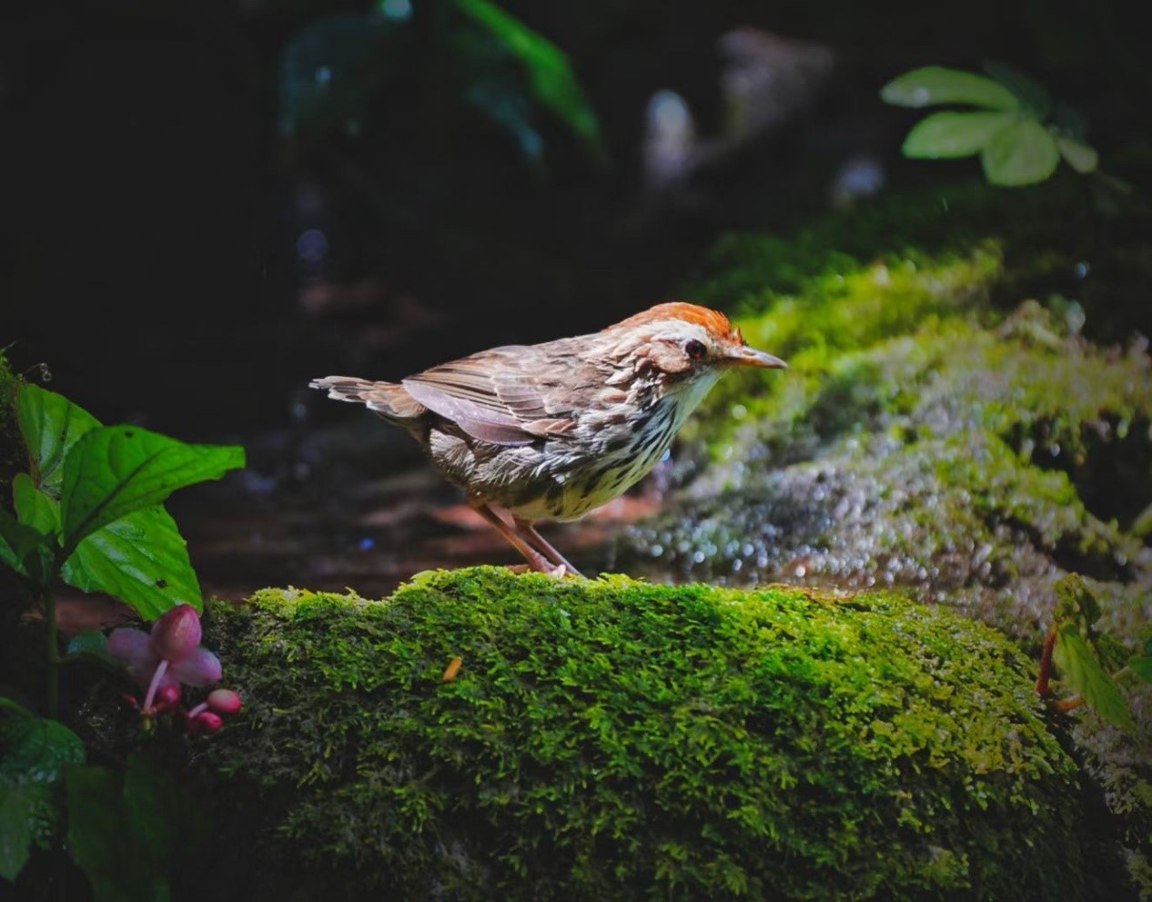 勐腊勐仑：吃好“观鸟经济”这碗“生态饭”