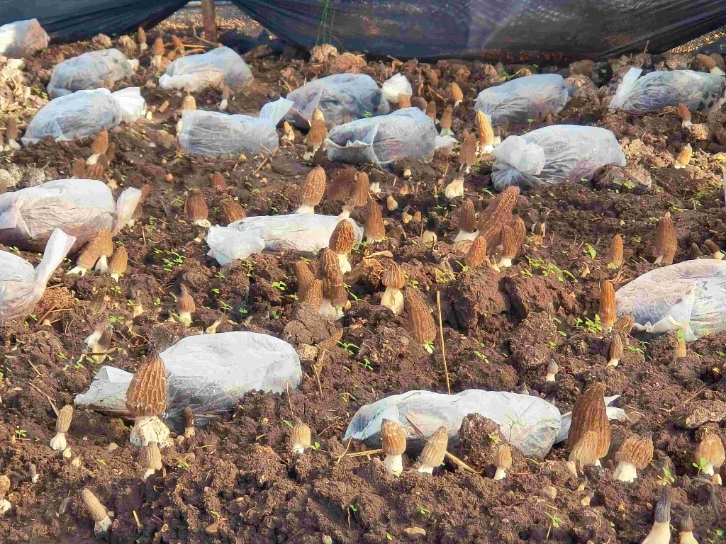 美丽富裕之城 和谐香格里拉 | 香格里拉羊肚菌新鲜上市