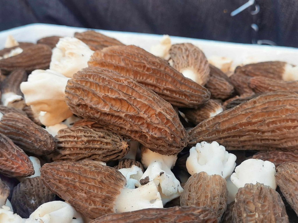 美丽富裕之城 和谐香格里拉 | 香格里拉羊肚菌新鲜上市