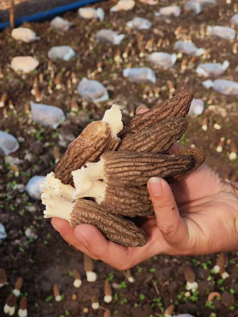 美丽富裕之城 和谐香格里拉 | 香格里拉羊肚菌新鲜上市