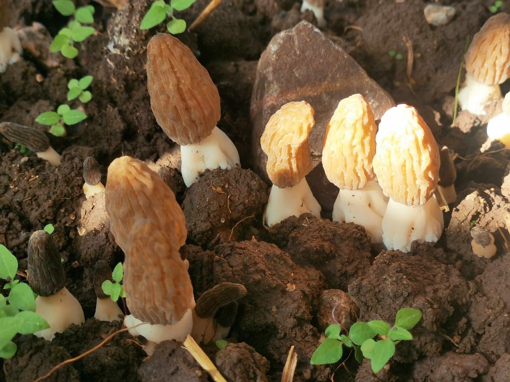 美丽富裕之城 和谐香格里拉 | 香格里拉羊肚菌新鲜上市