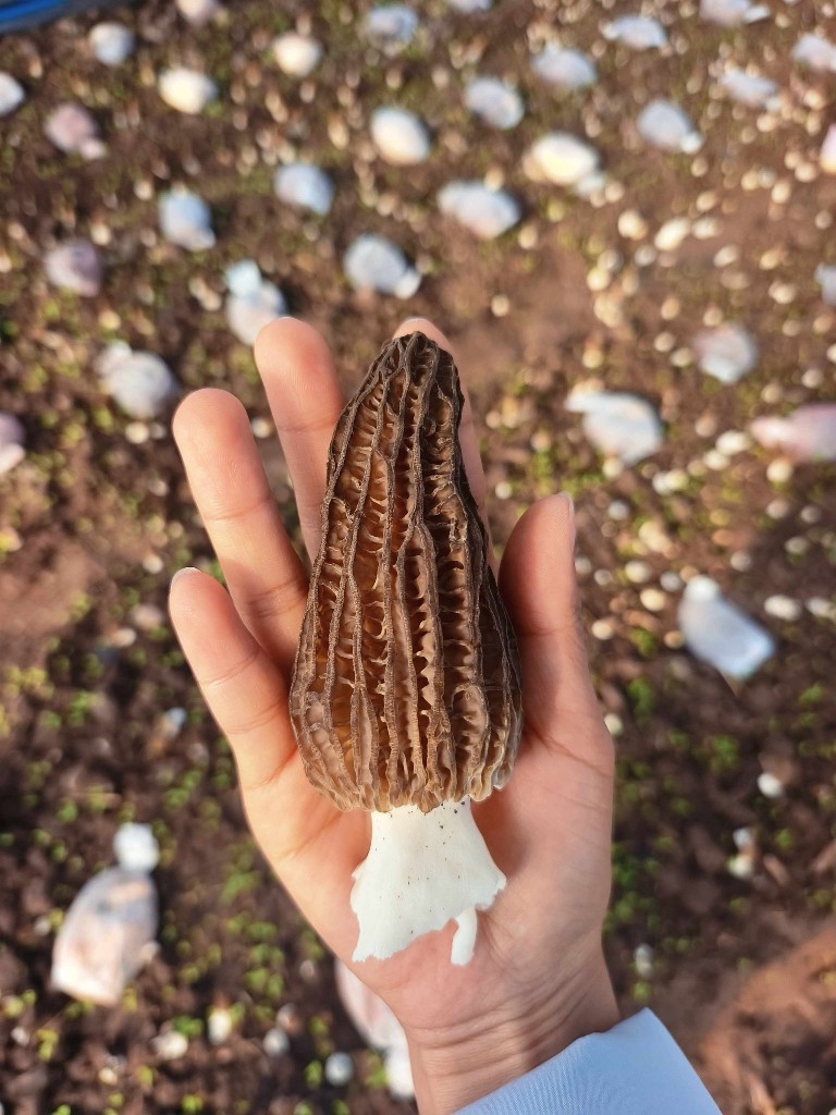 美丽富裕之城 和谐香格里拉 | 香格里拉羊肚菌新鲜上市