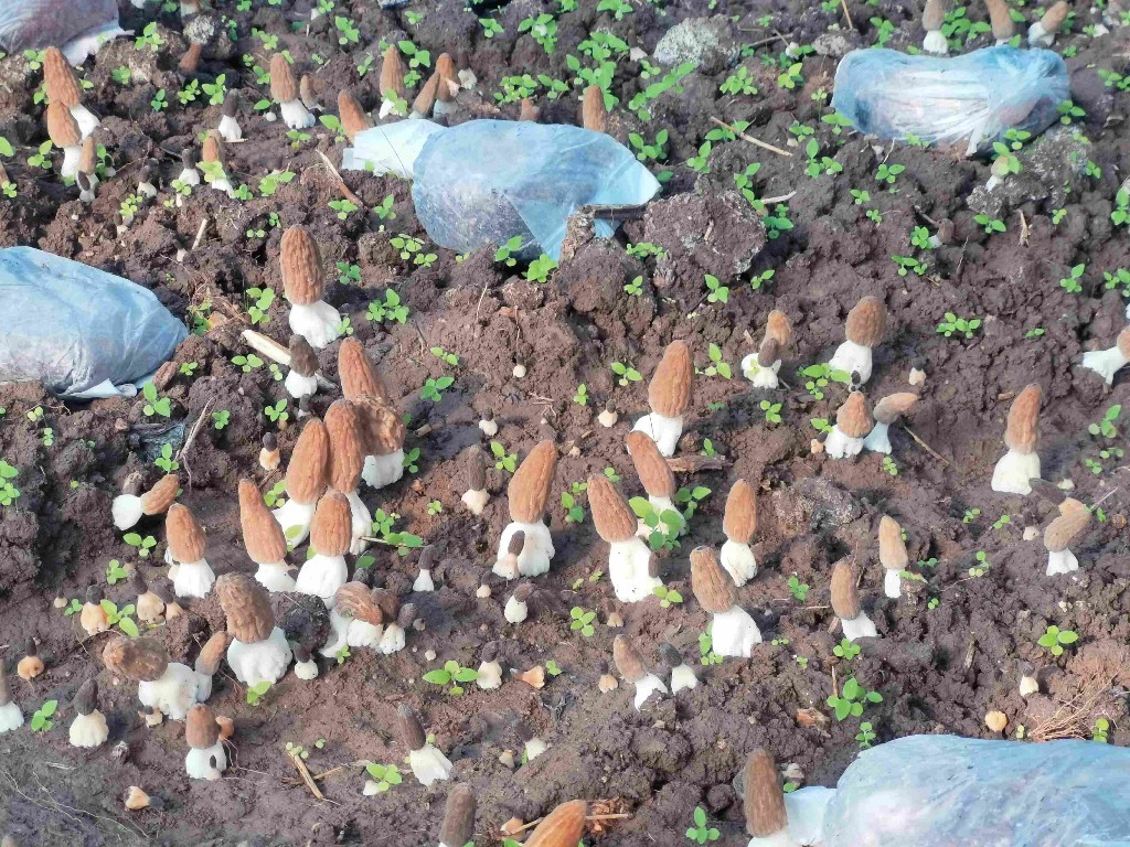 美丽富裕之城 和谐香格里拉 | 香格里拉羊肚菌新鲜上市