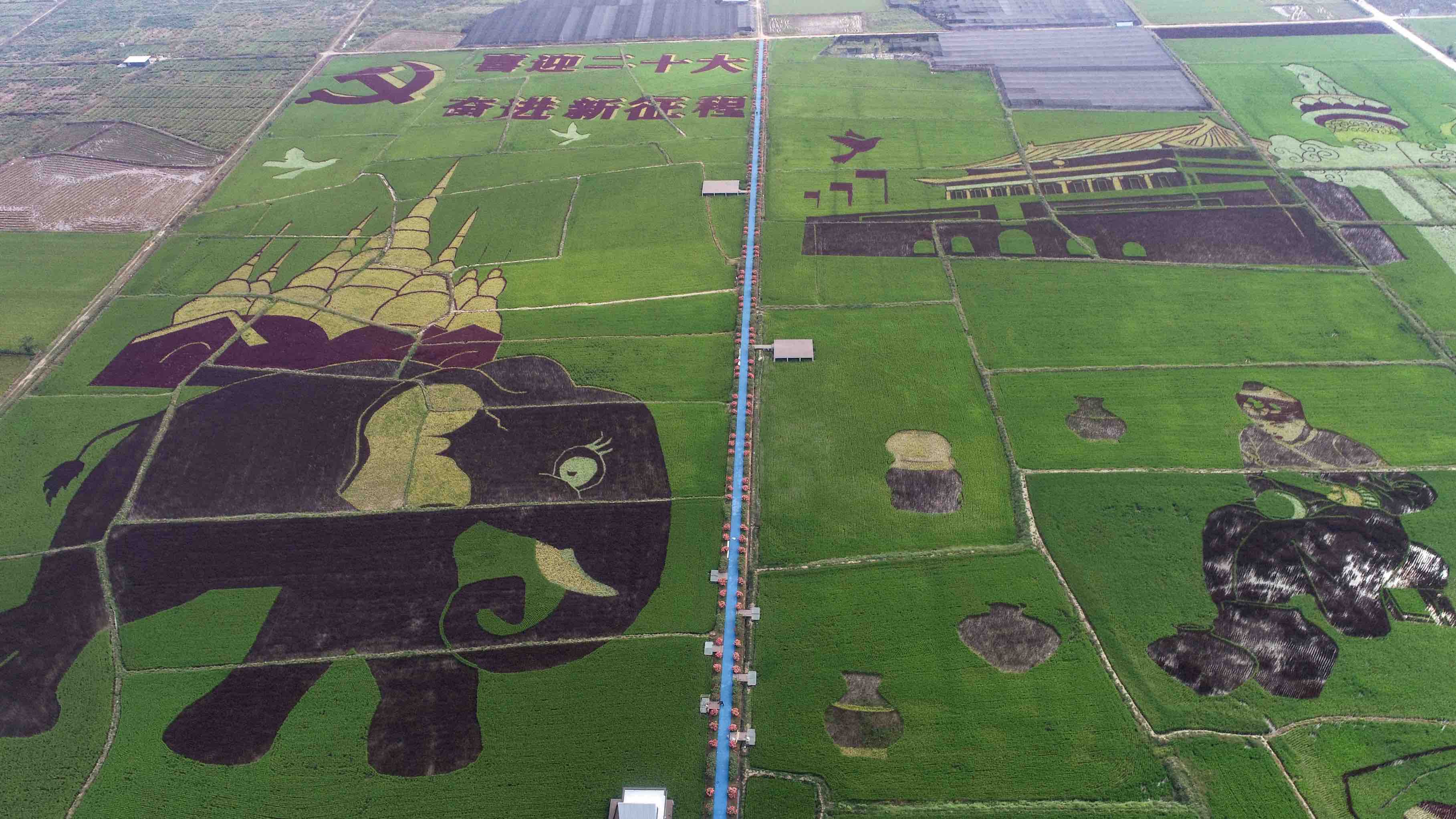 有一种叫云南的生活·一种“象”往的幸福｜勐遮曼朗：探索农文旅融合发展新“稻”路