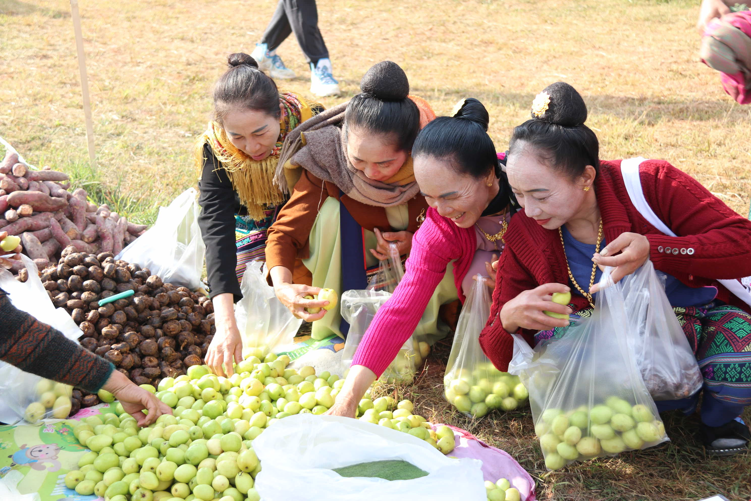 有一种叫云南的生活·一种“象”往的幸福｜勐遮曼朗：探索农文旅融合发展新“稻”路