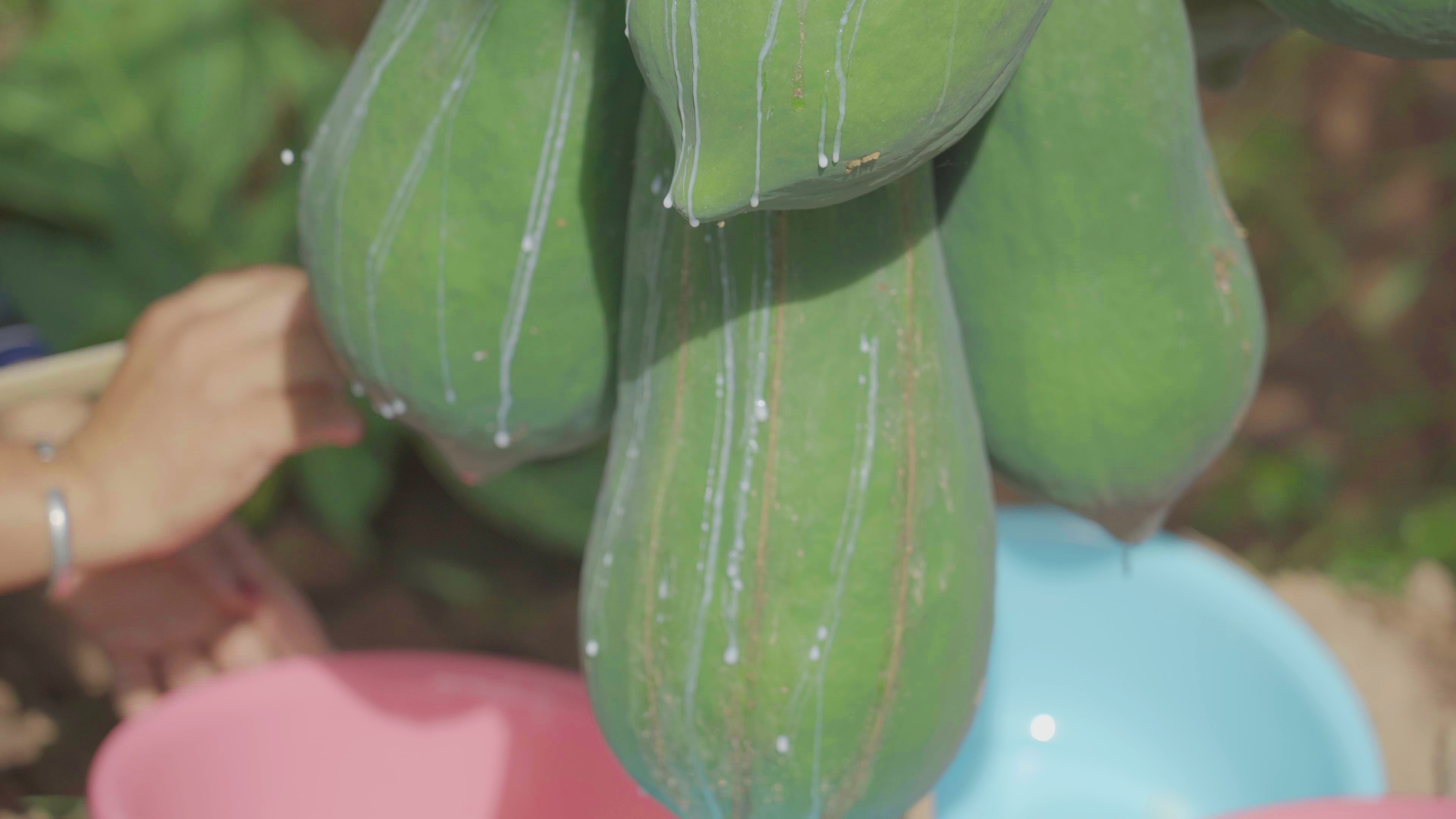 有一种叫云南的生活·一种“象”往的幸福|勐捧镇景坎村:满树尽挂“致富果”,助农增收产业兴