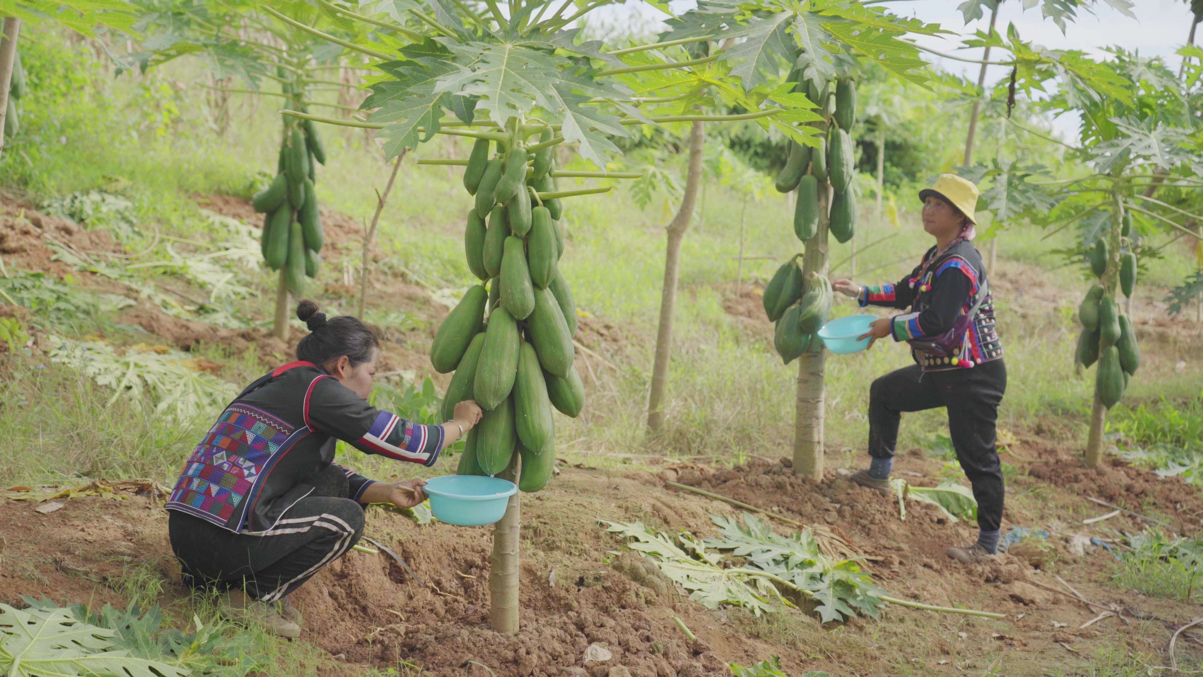 有一种叫云南的生活·一种“象”往的幸福|勐捧镇景坎村:满树尽挂“致富果”,助农增收产业兴