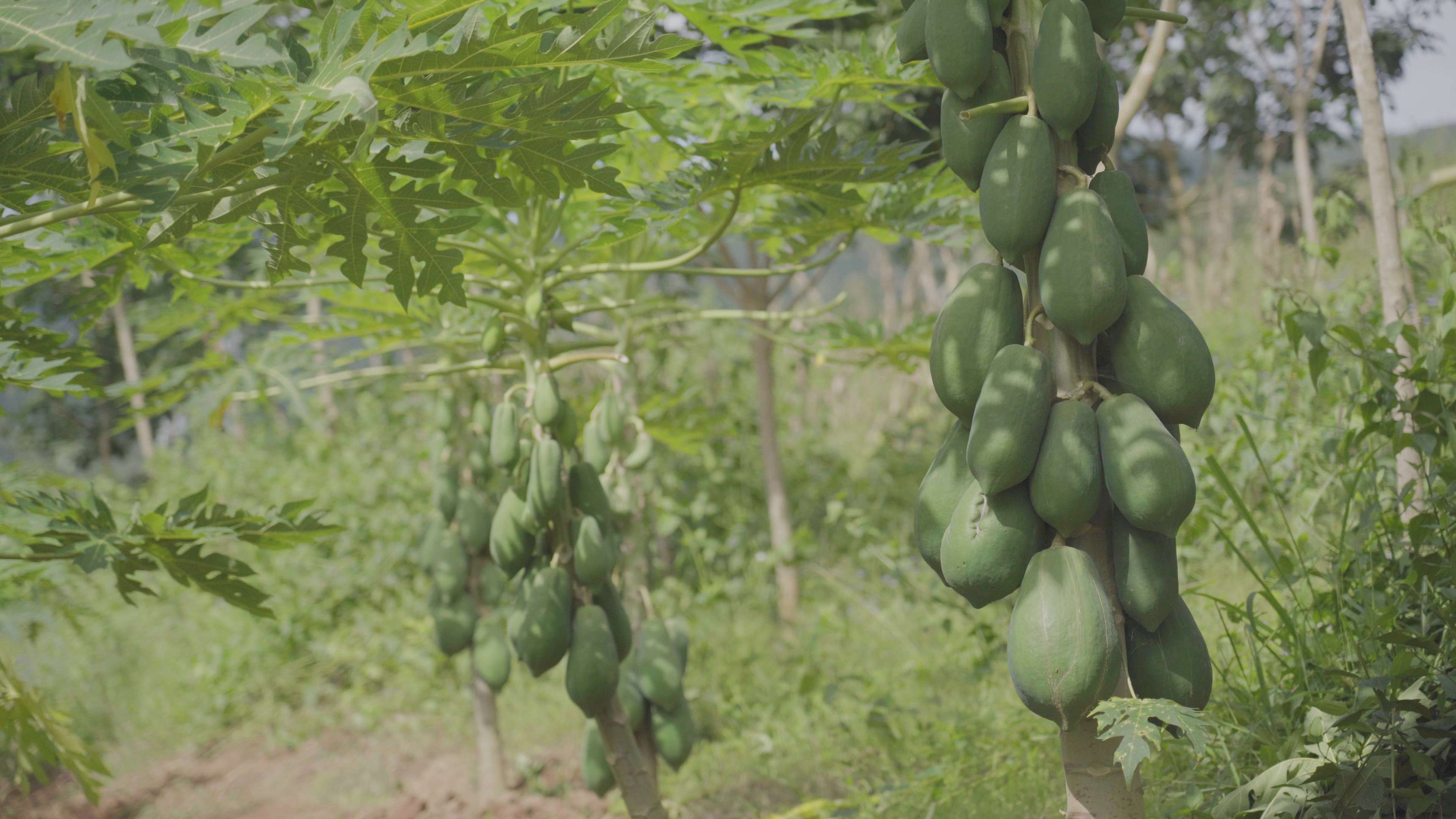 有一种叫云南的生活·一种“象”往的幸福|勐捧镇景坎村:满树尽挂“致富果”,助农增收产业兴