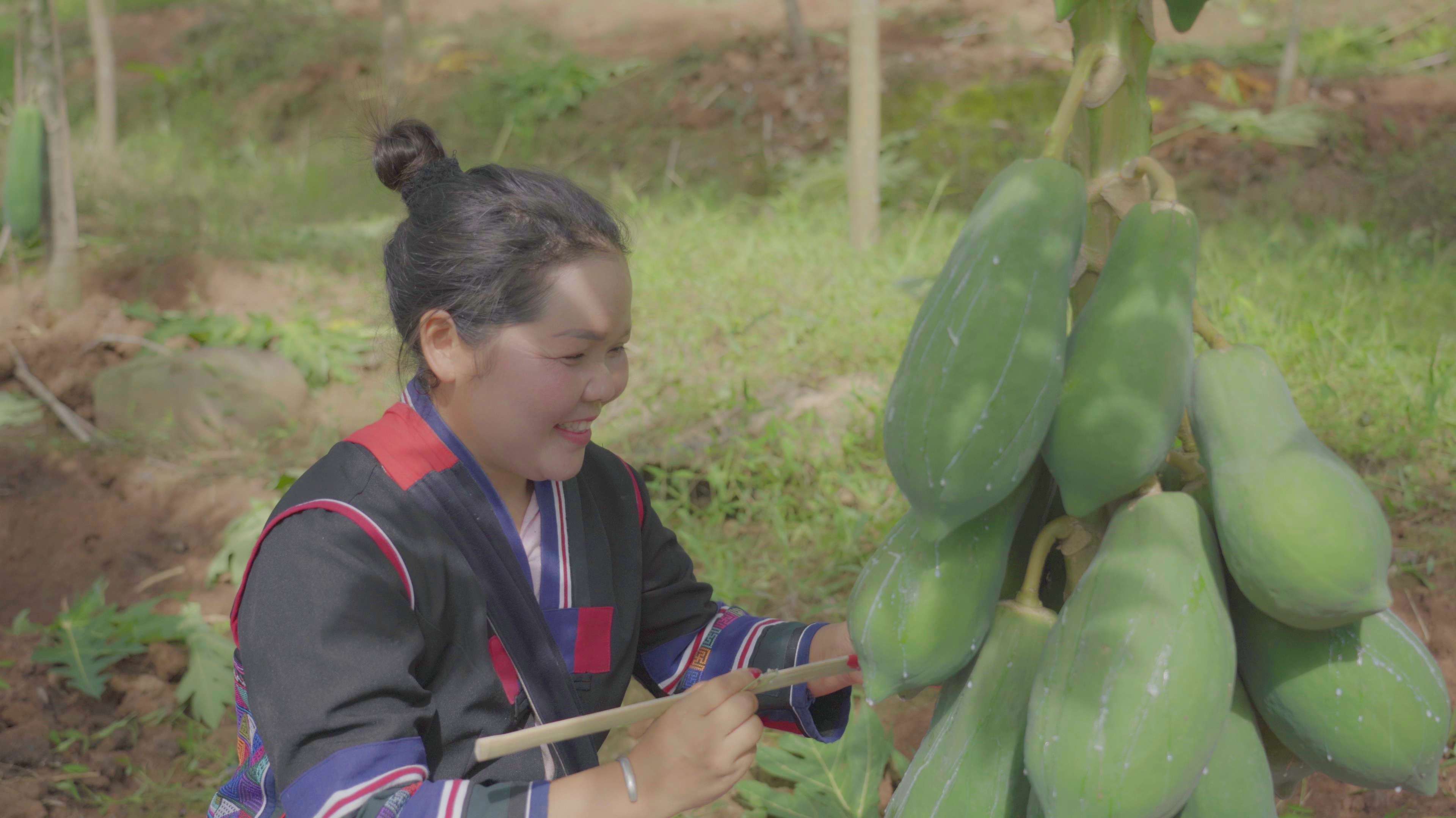 有一种叫云南的生活·一种“象”往的幸福|勐捧镇景坎村:满树尽挂“致富果”,助农增收产业兴