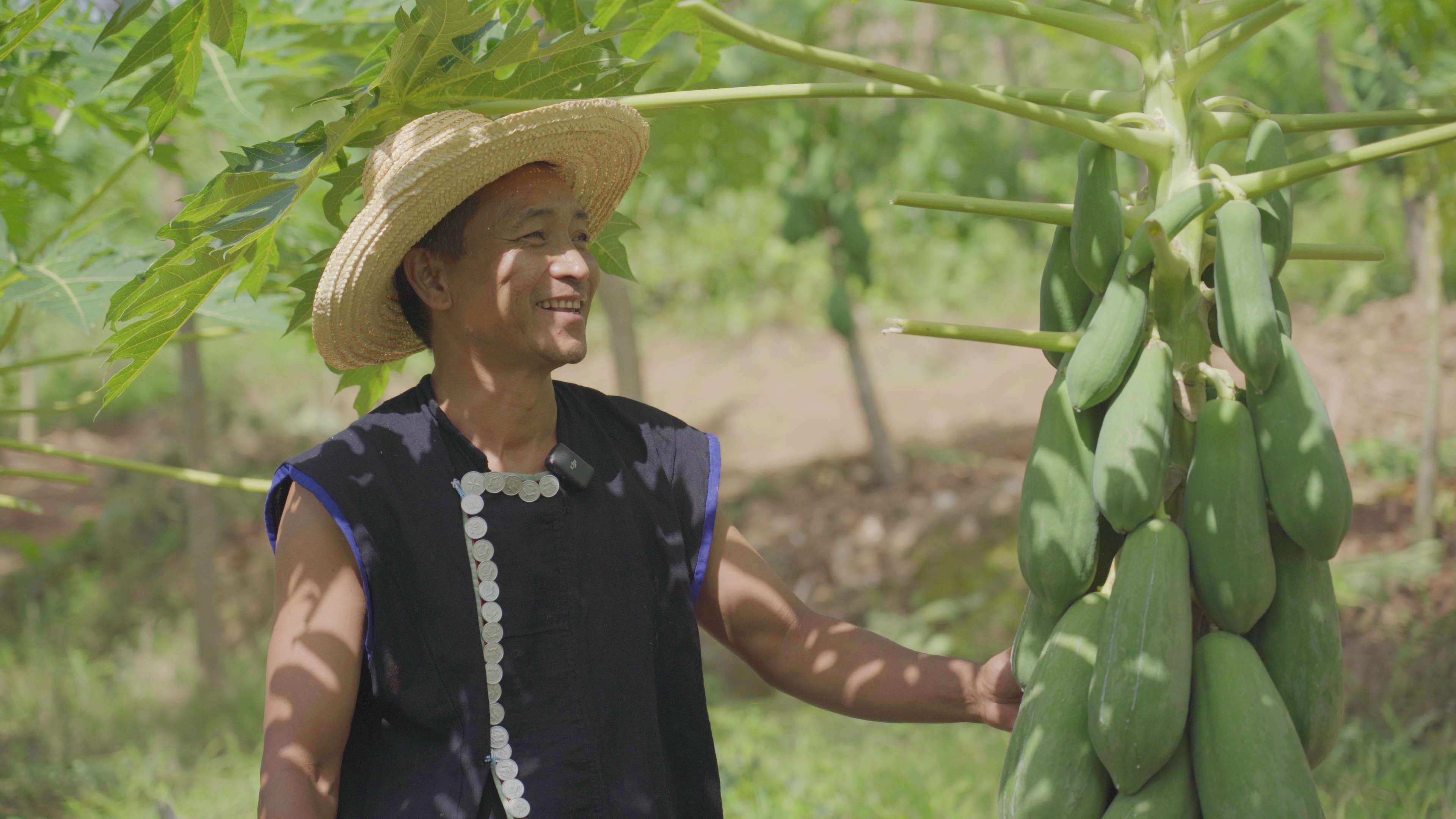 有一种叫云南的生活·一种“象”往的幸福|勐捧镇景坎村:满树尽挂“致富果”,助农增收产业兴