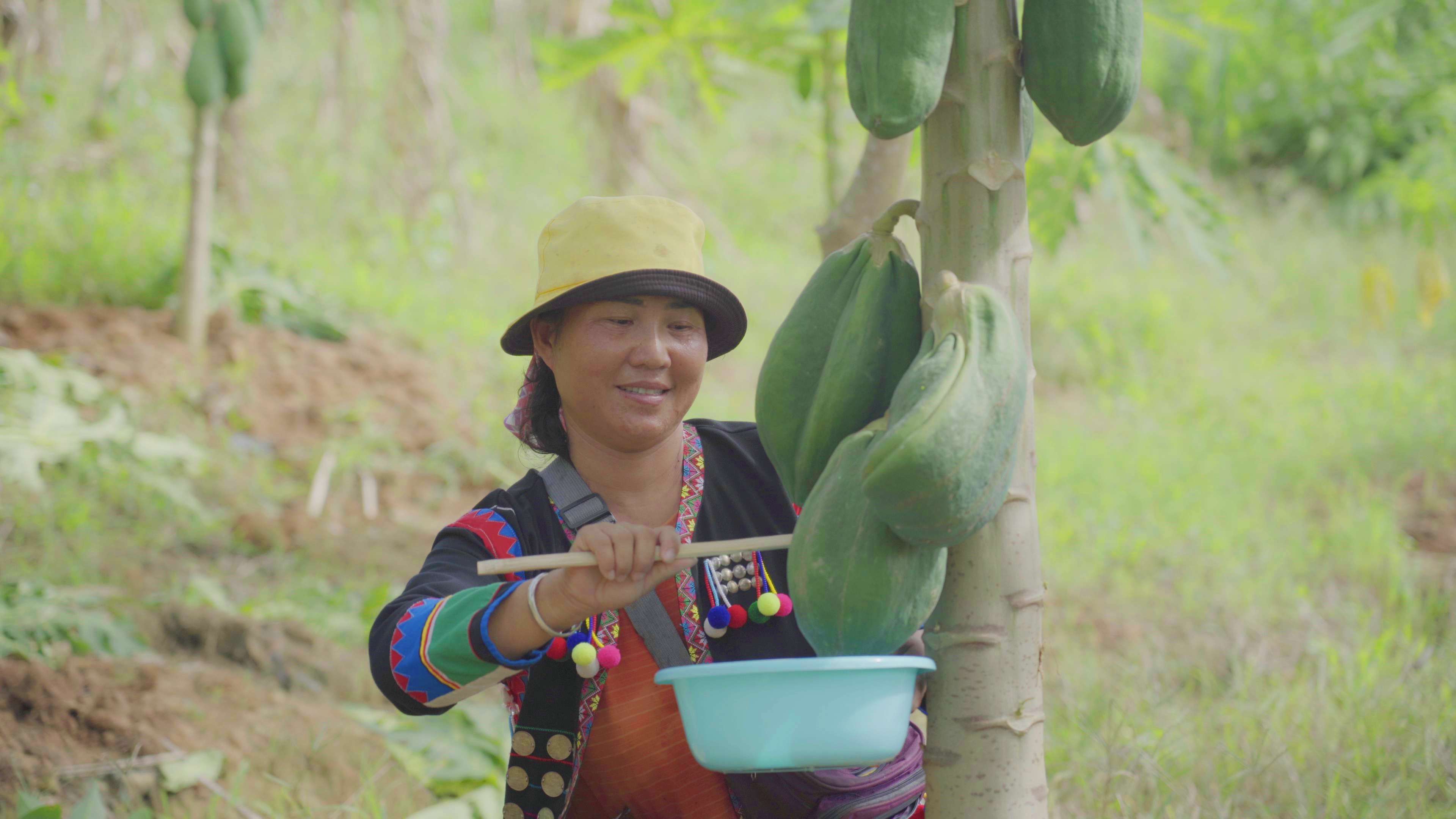 有一种叫云南的生活·一种“象”往的幸福|勐捧镇景坎村:满树尽挂“致富果”,助农增收产业兴
