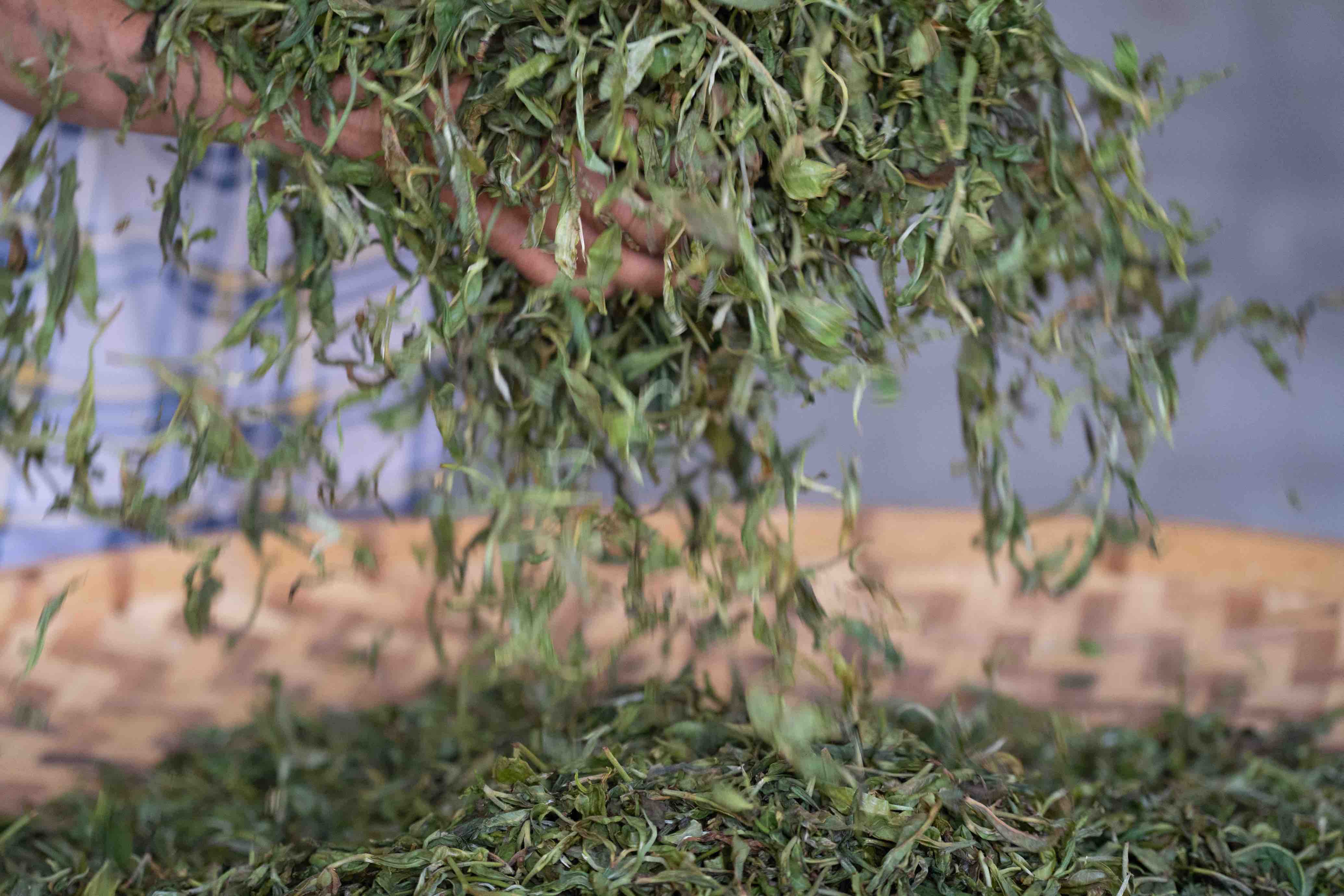 有一种叫云南的生活·一种“象”往的幸福|跟着非遗游勐腊