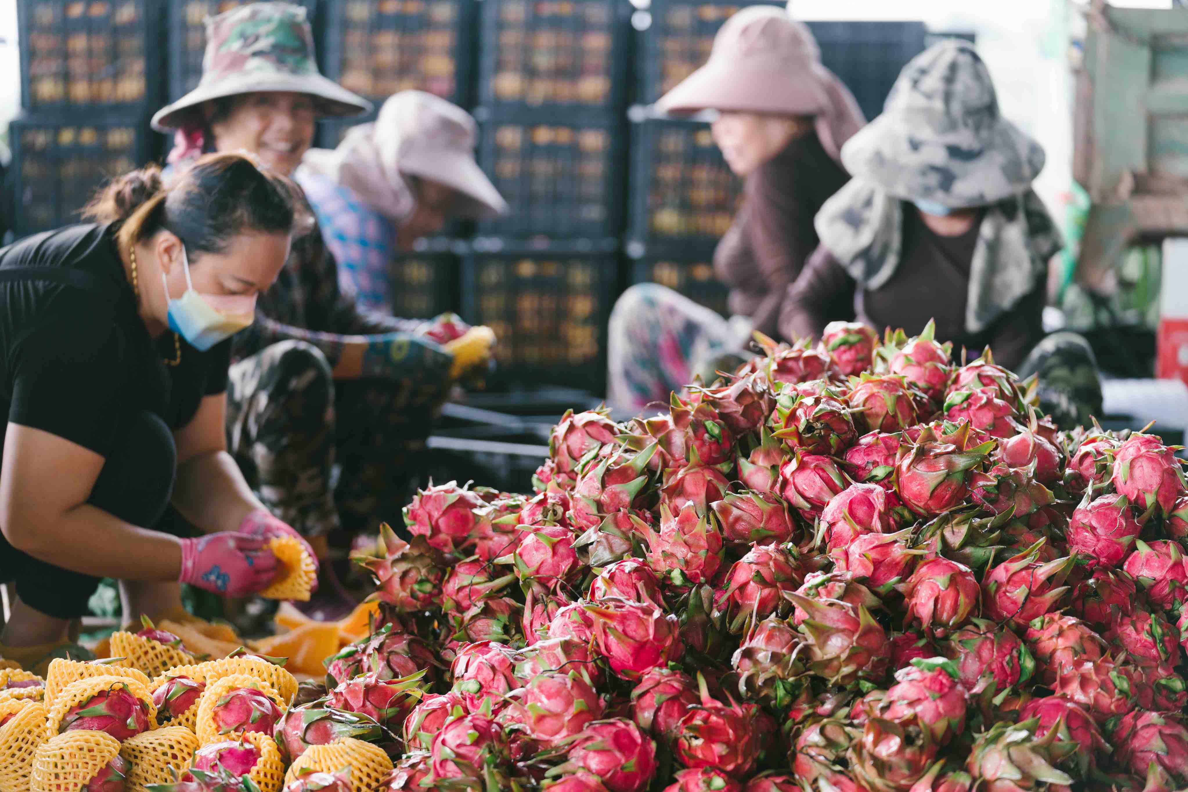 有一种叫云南的生活·一种“象”往的幸福|跟着非遗游勐腊