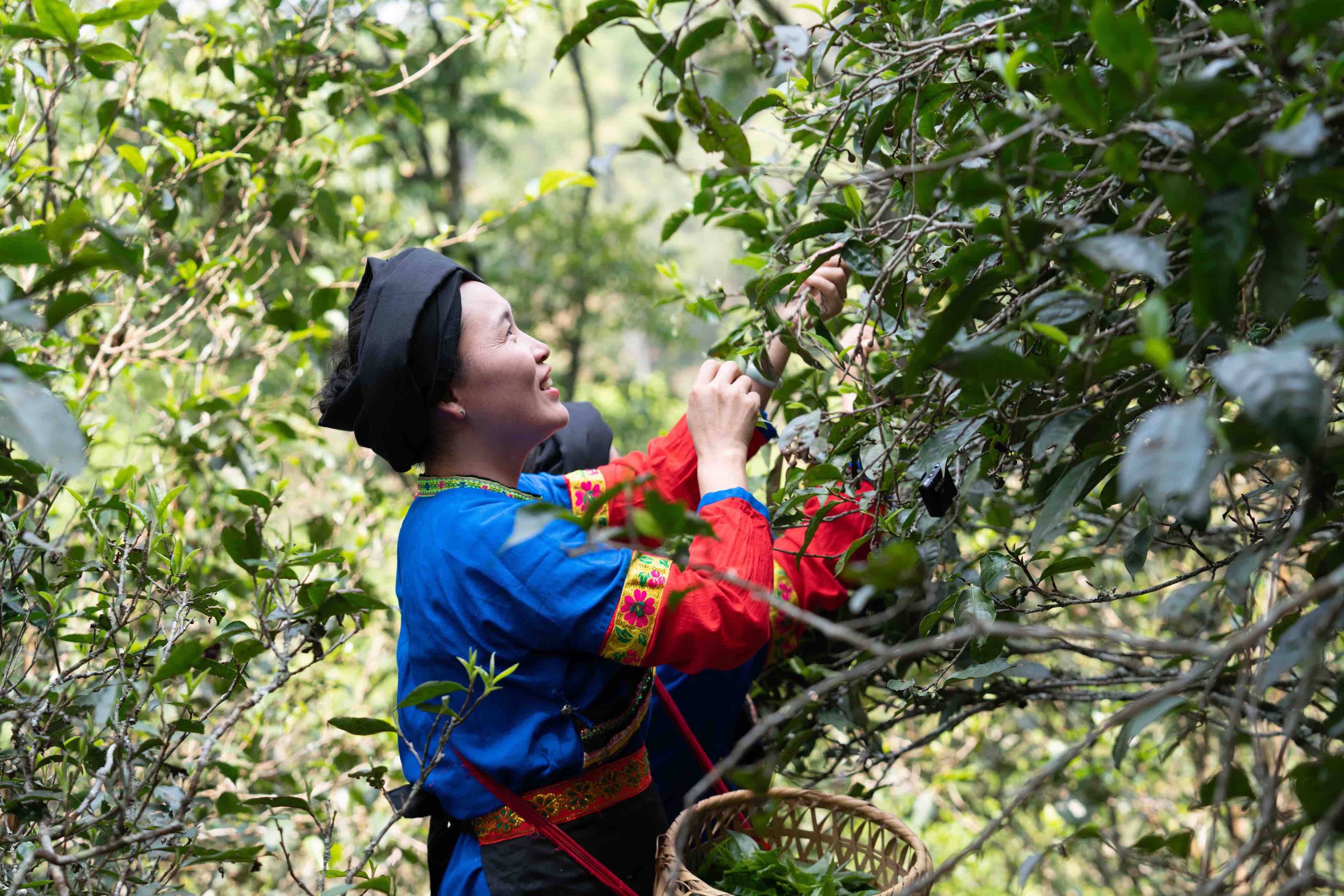 有一种叫云南的生活·一种“象”往的幸福|跟着非遗游勐腊