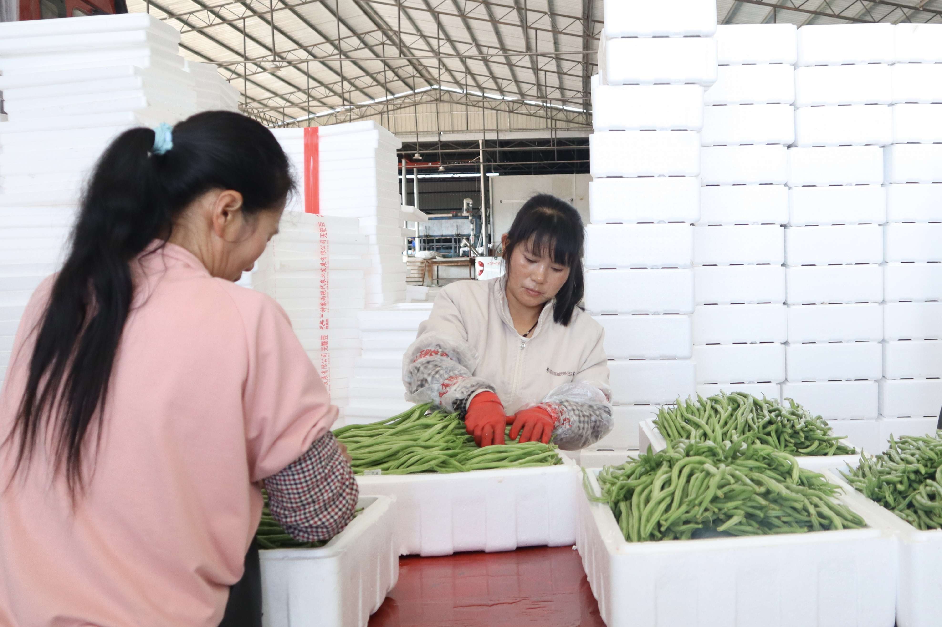 有一种叫云南的生活·一种“象”往的幸福｜冷链物流助力勐捧果蔬一路领“鲜”