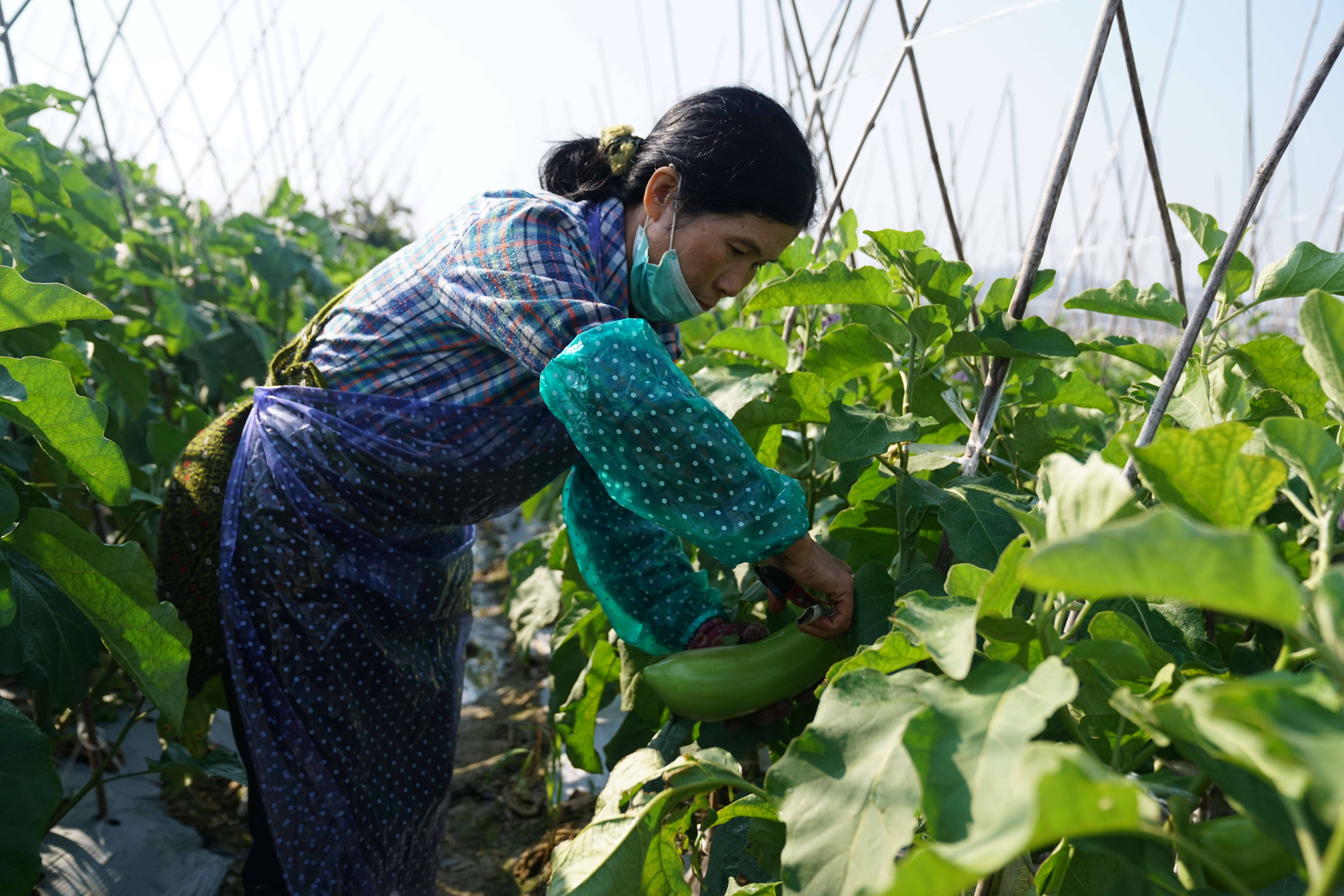 有一种叫云南的生活·一种“象”往的幸福｜冷链物流助力勐捧果蔬一路领“鲜”