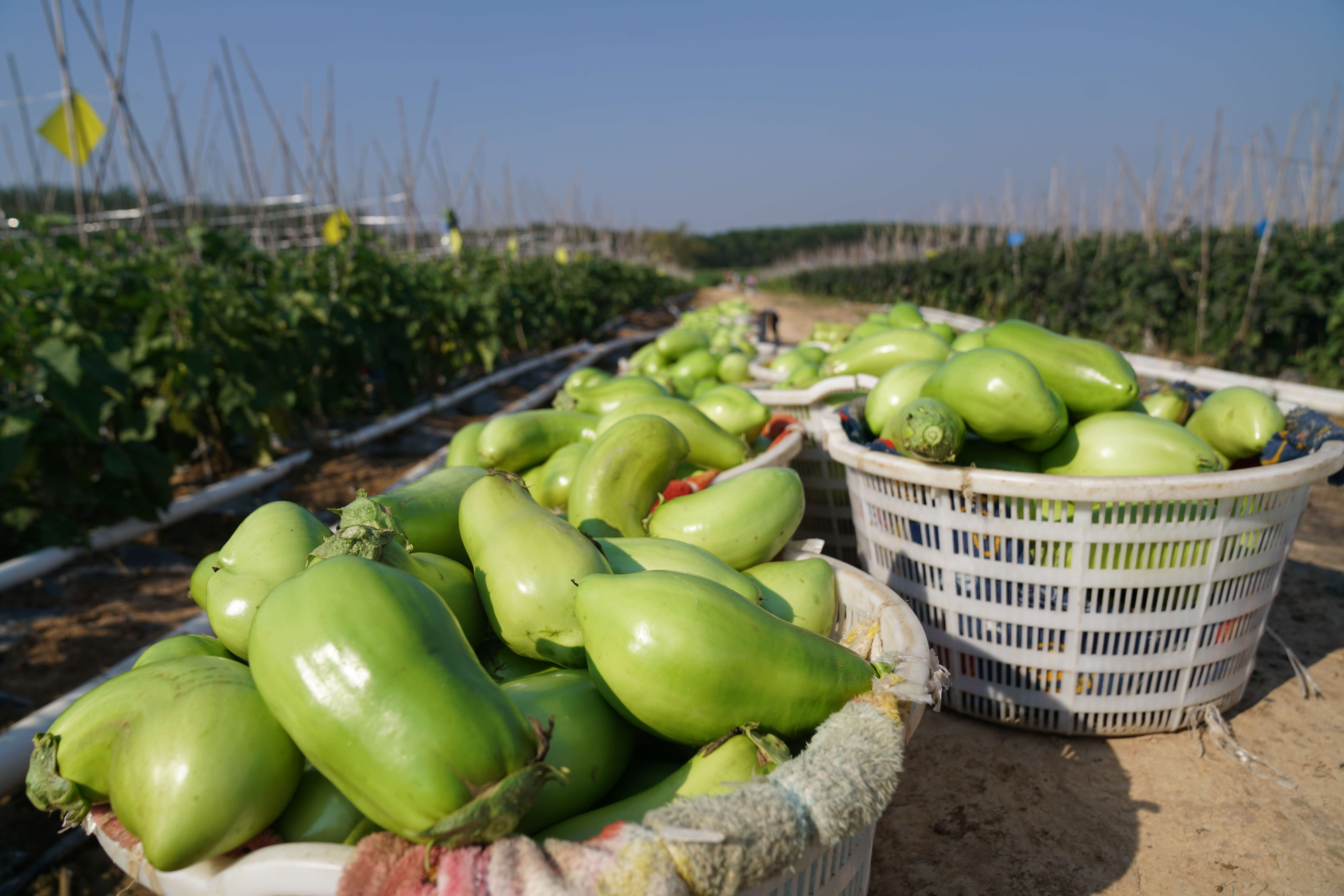 有一种叫云南的生活·一种“象”往的幸福｜冷链物流助力勐捧果蔬一路领“鲜”
