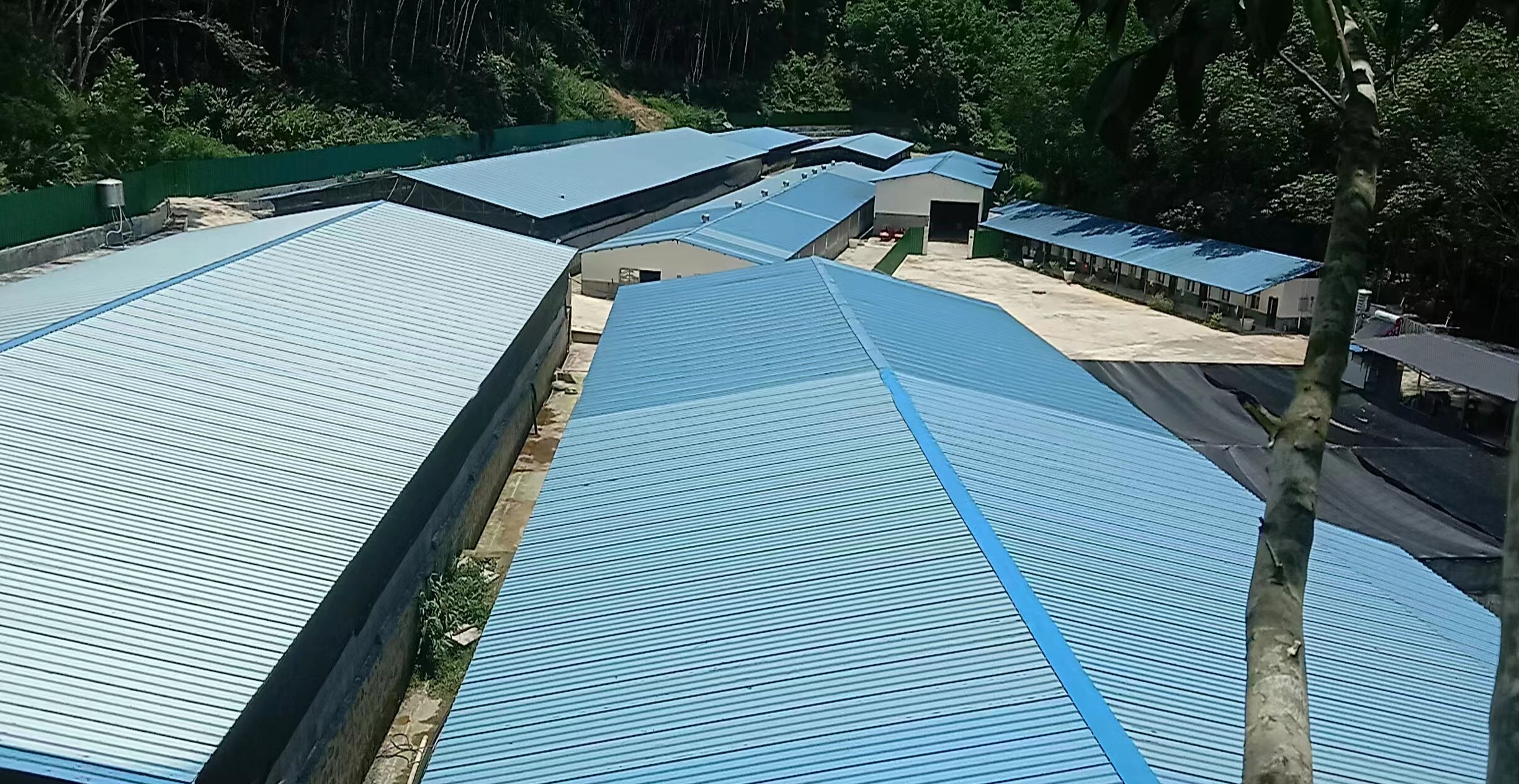 有一种叫云南的生活·一种“象”往的幸福｜云南勐腊：科技养殖冬瓜猪 助力乡村振兴发展