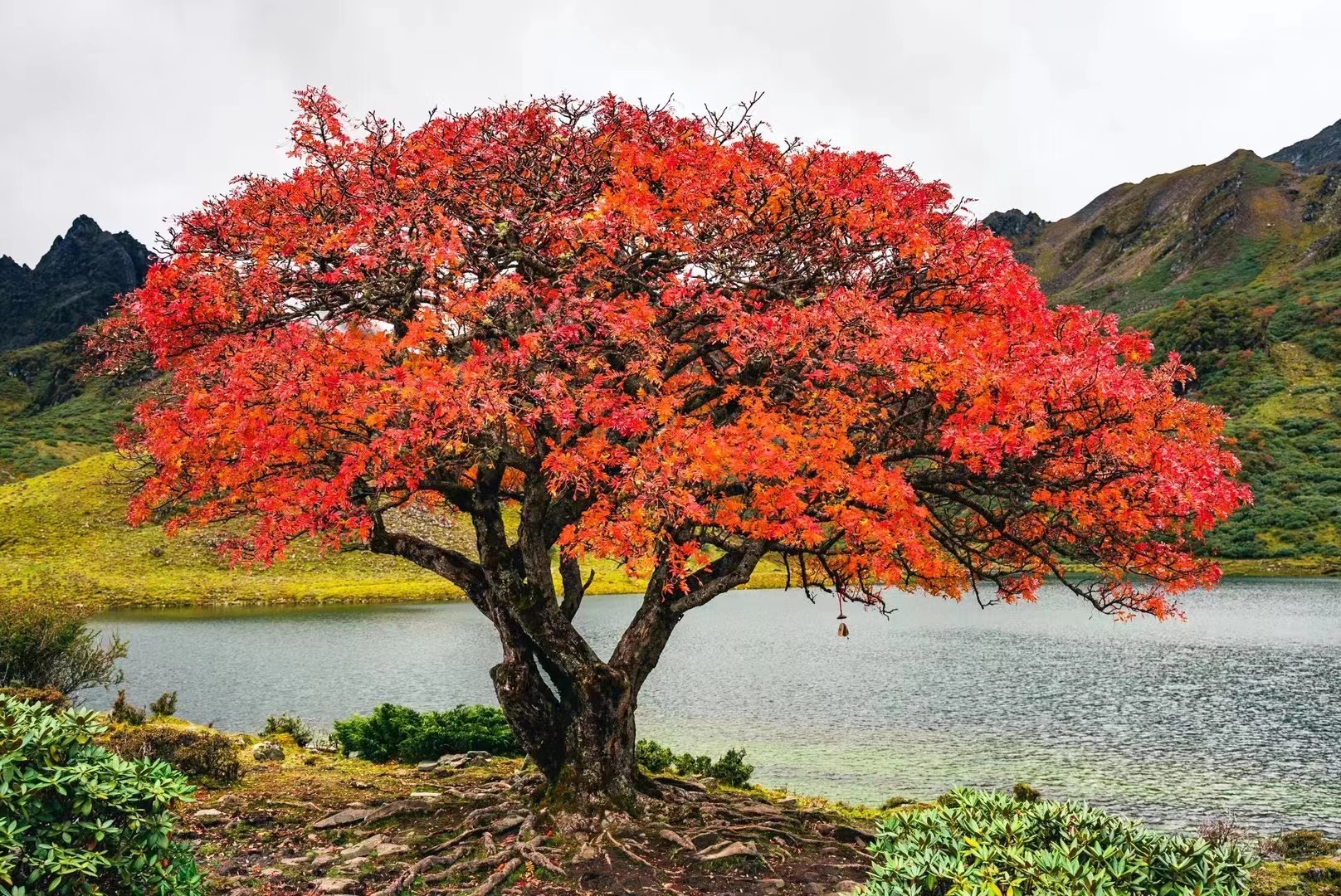 富裕美丽之城 和谐香格里拉 | 哈巴雪山：文体旅融合发展的绿色之路
