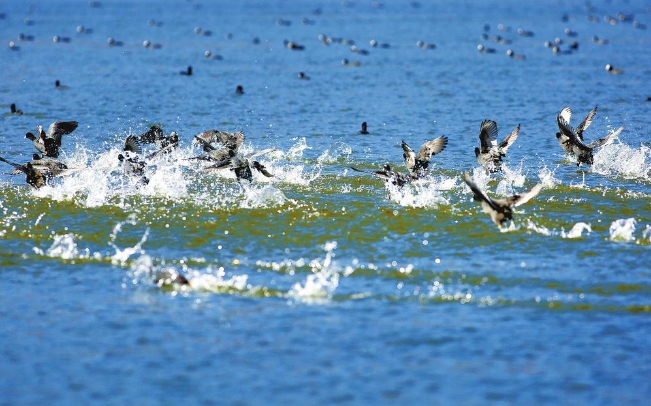 洱海“精灵”增多，保护治理成效明显。 本报记者 王利绚 通讯员 罗帮义 张钰琴 嬴光万 摄.png