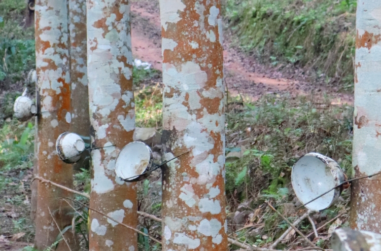 图说：橡胶林地 李丽 摄.png