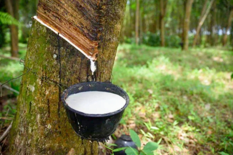 图说：刚收集的橡胶液 供图.png