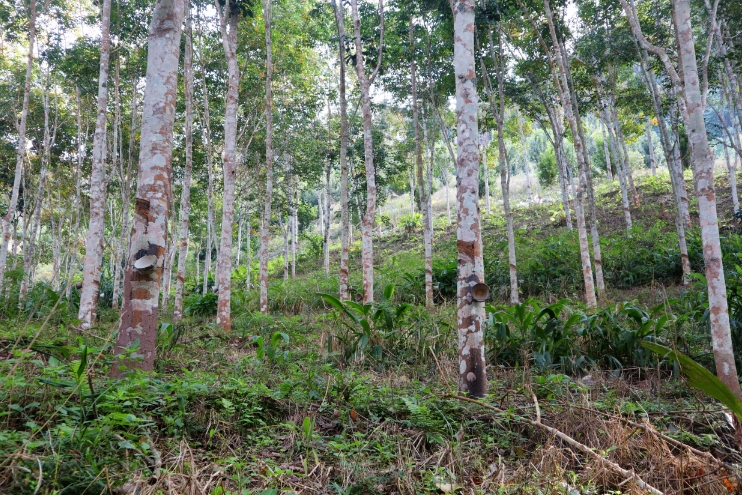 图说：橡胶林 李丽 摄.png